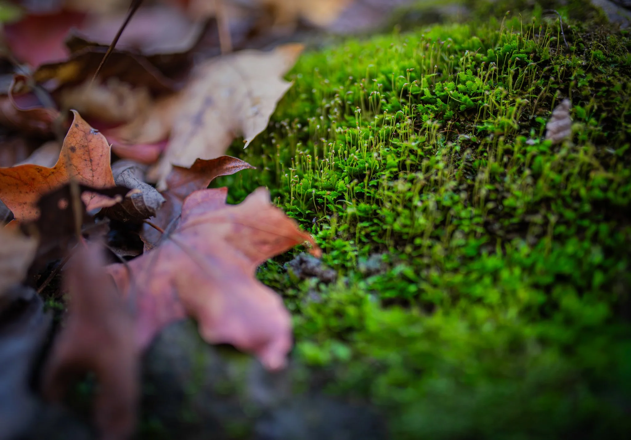 _DSC7310.jpg