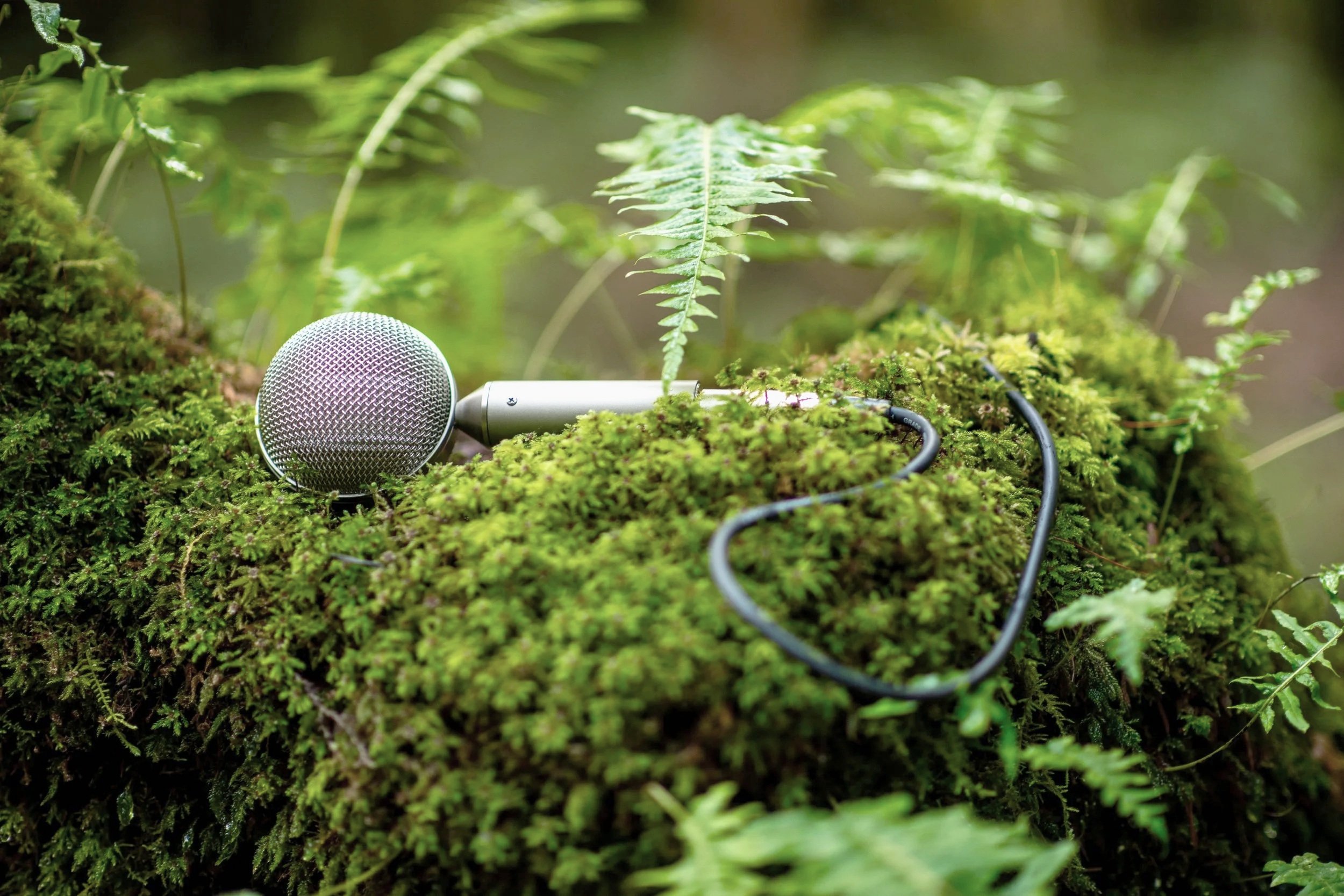 West Coast Wedding Music's Duncan Booth's microphone in the rainforest getting ready for live wedding music in Tofino, BC