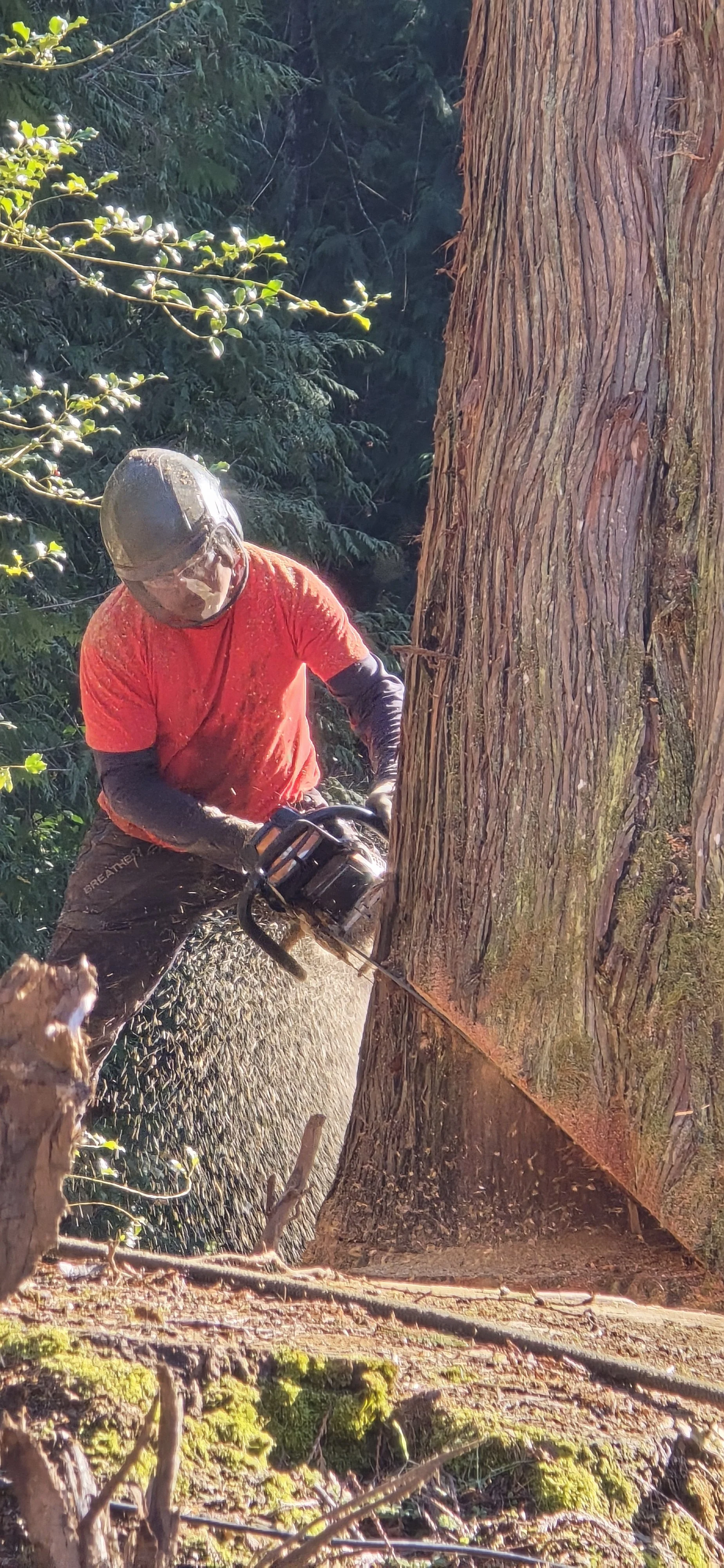 A person using a chainsaw to cut a large tree trunk outdoors in a forested area, wearing protective gear including a helmet and gloves.