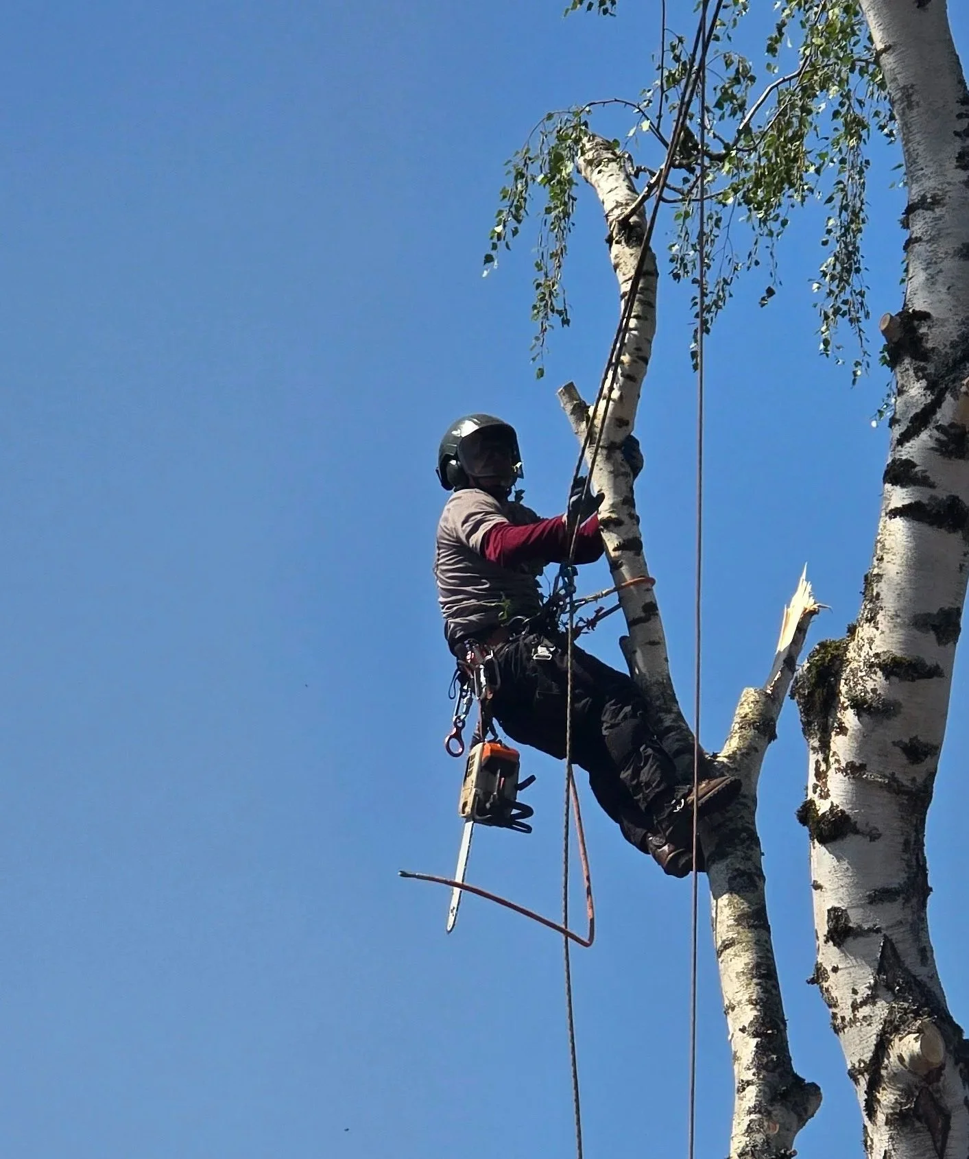 Tico Time Tree Care | Hazardous Tree Removal & Pruning – Vancouver, WA