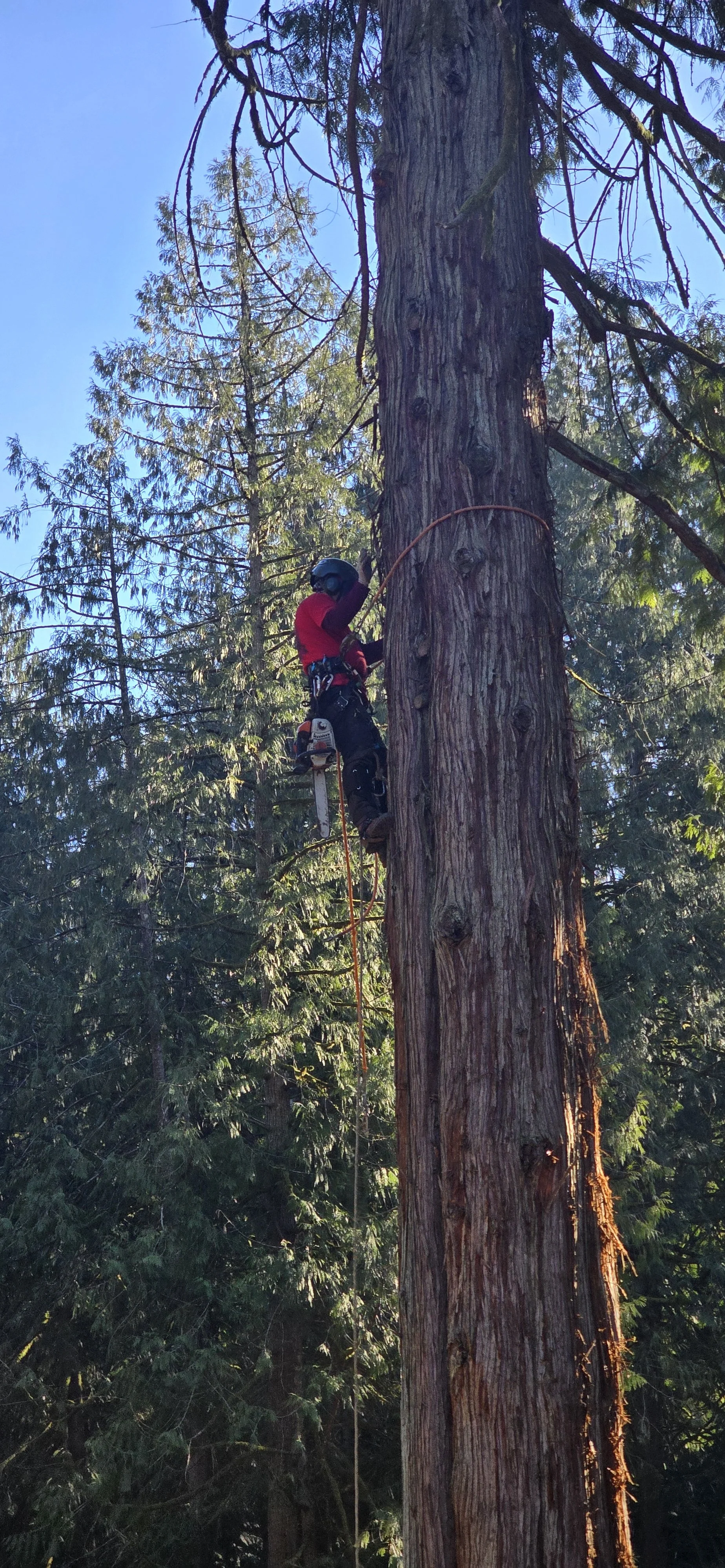 A person wearing safety gear, including a helmet and harness, climbing a large tall tree with a chainsaw attached to their belt, surrounded by other trees and blue sky.