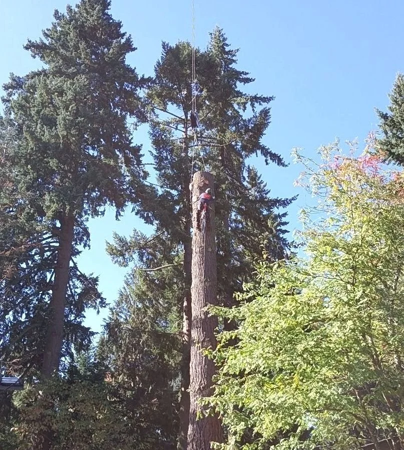 Tree climber working on a tall, cut tree trunk with a harness and helmet, surrounded by evergreen trees under a clear blue sky.