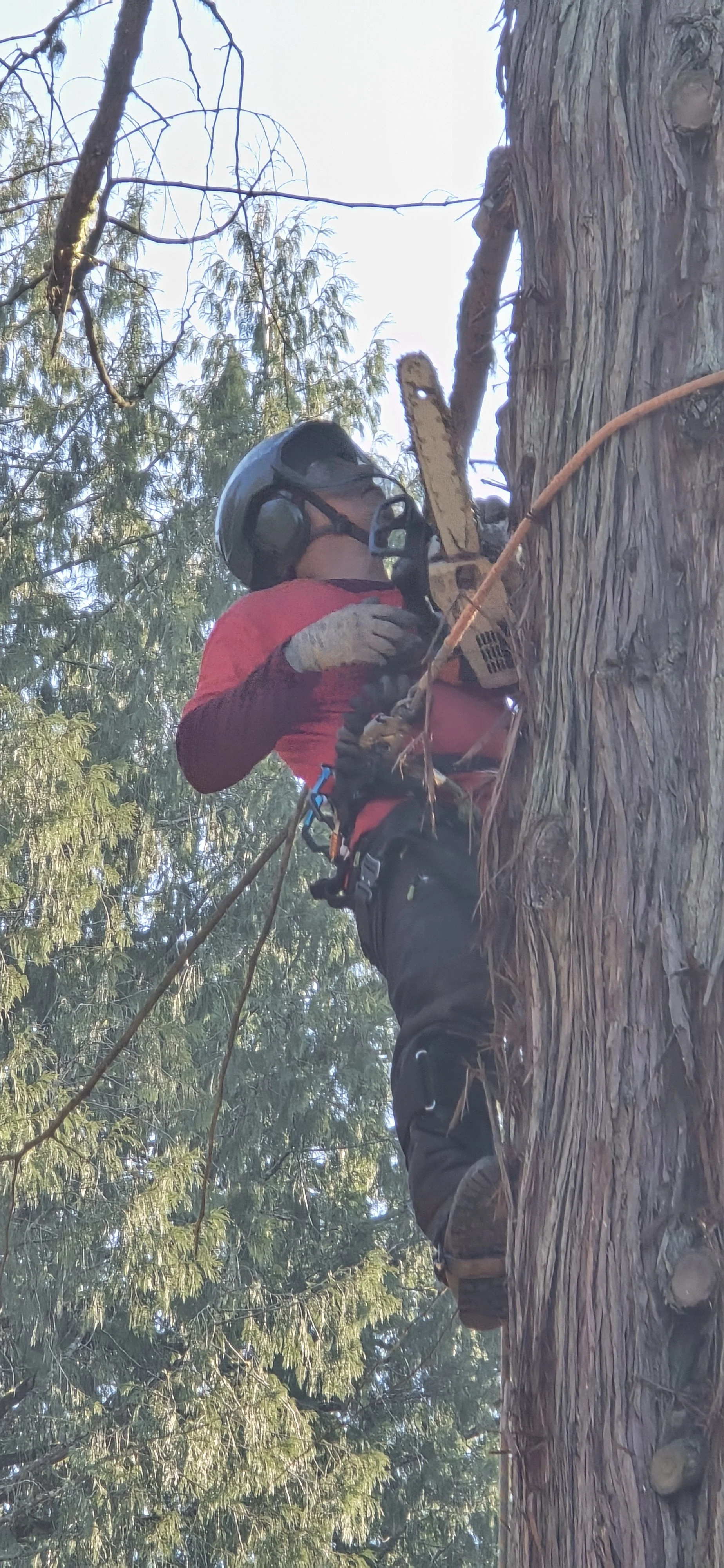 A person wearing a safety helmet, gloves, and safety harness climbing a tall tree with a chainsaw.
