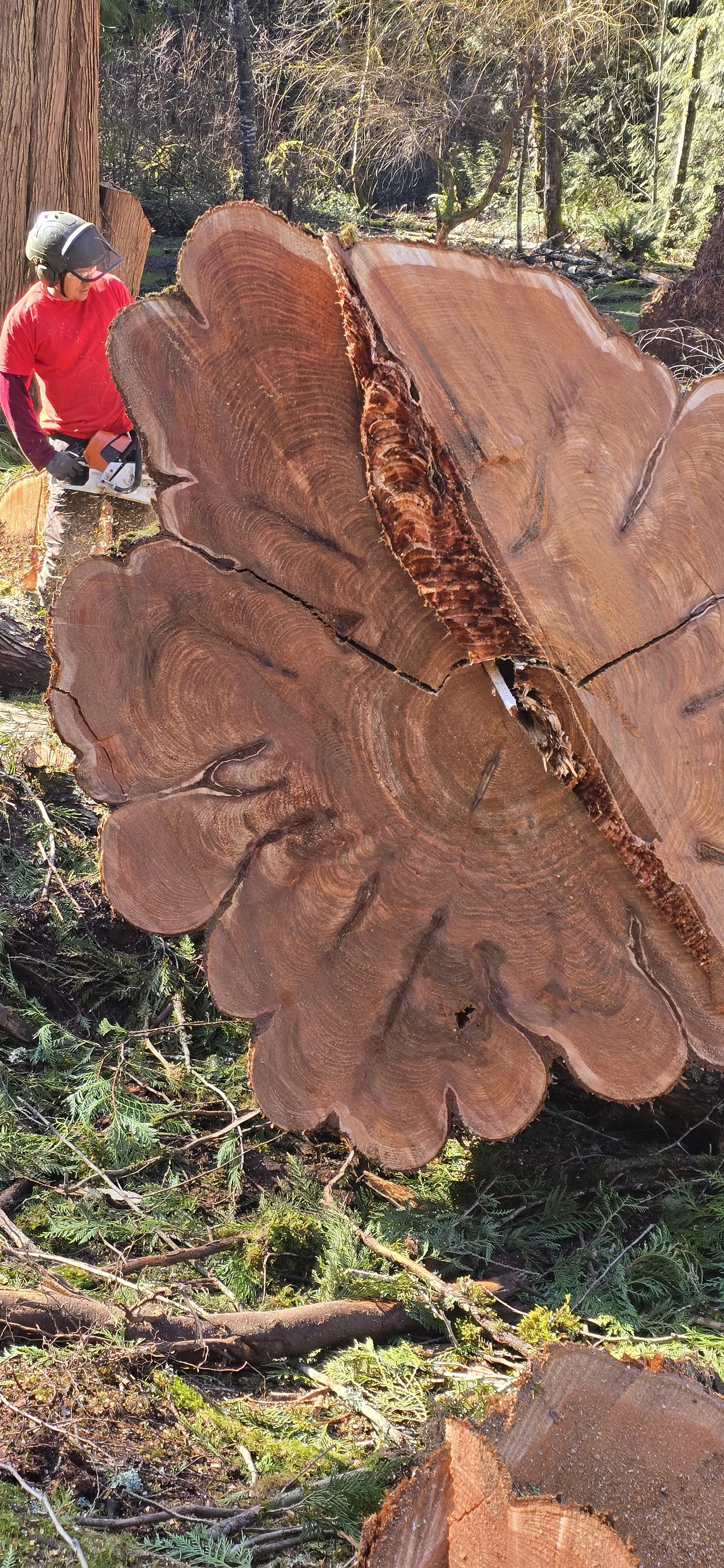 A person wearing a helmet and red shirt cutting a large tree trunk with a chainsaw in a forest.
