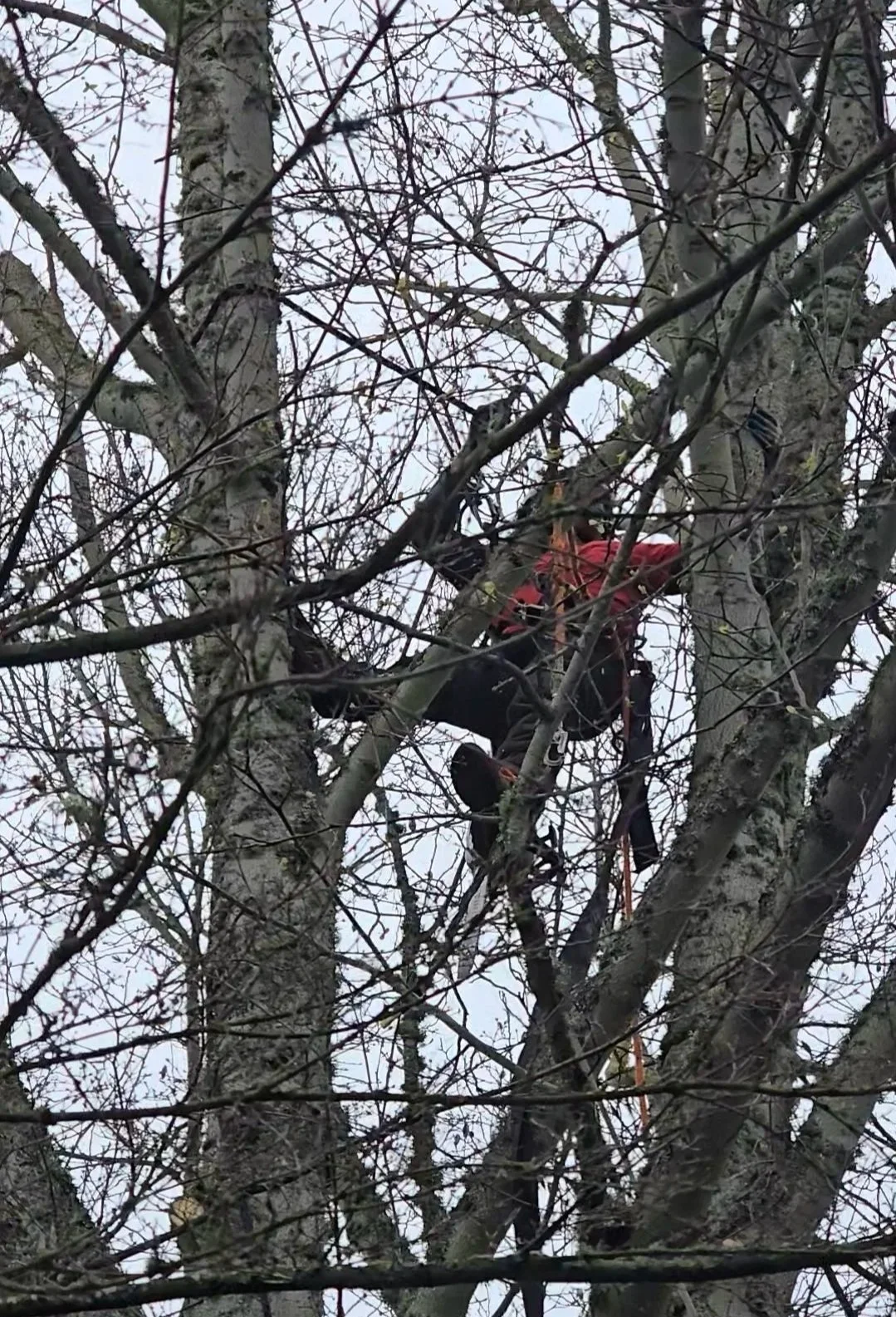 Person climbing a tall tree with leafless branches, wearing a red jacket and black pants, using climbing gear and ropes.