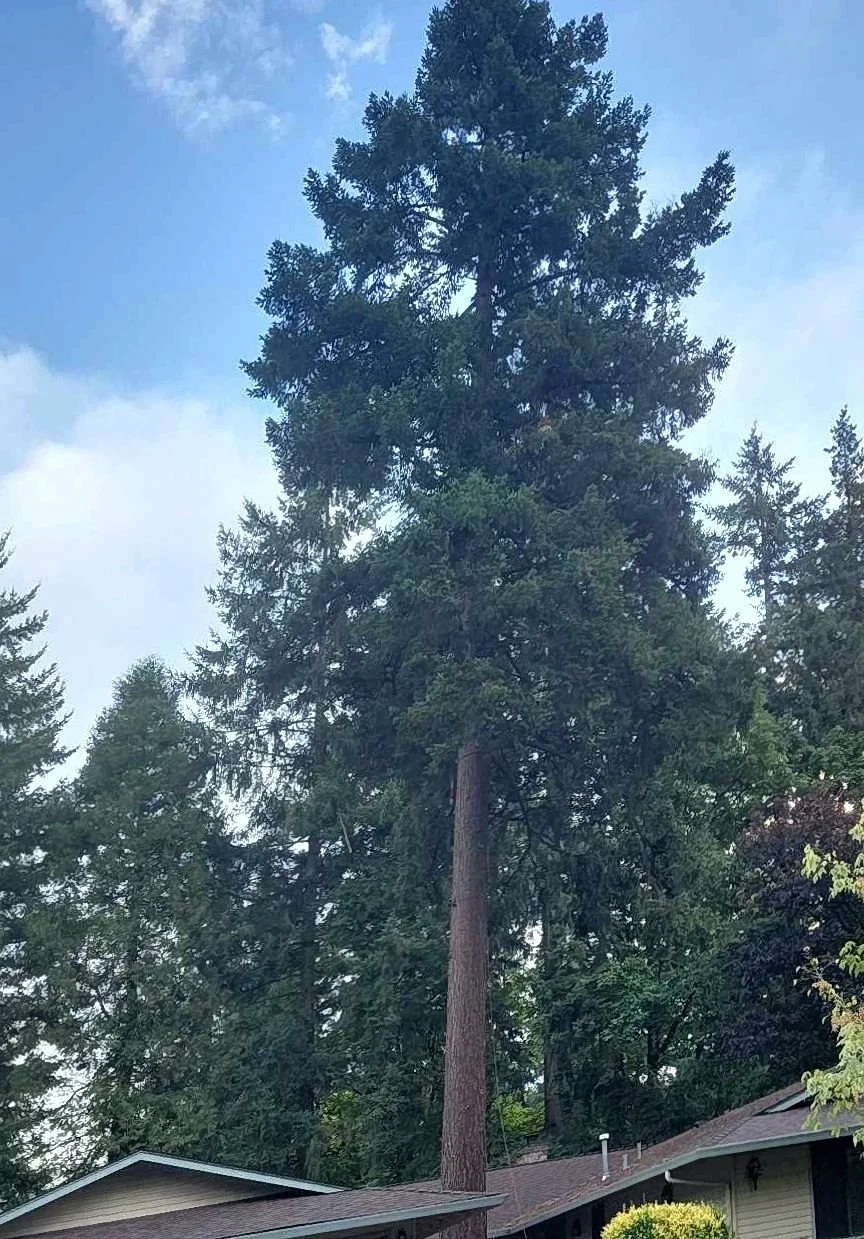 Tall pine tree in a residential backyard with the roof of a house visible at the bottom and a partly cloudy blue sky in the background.