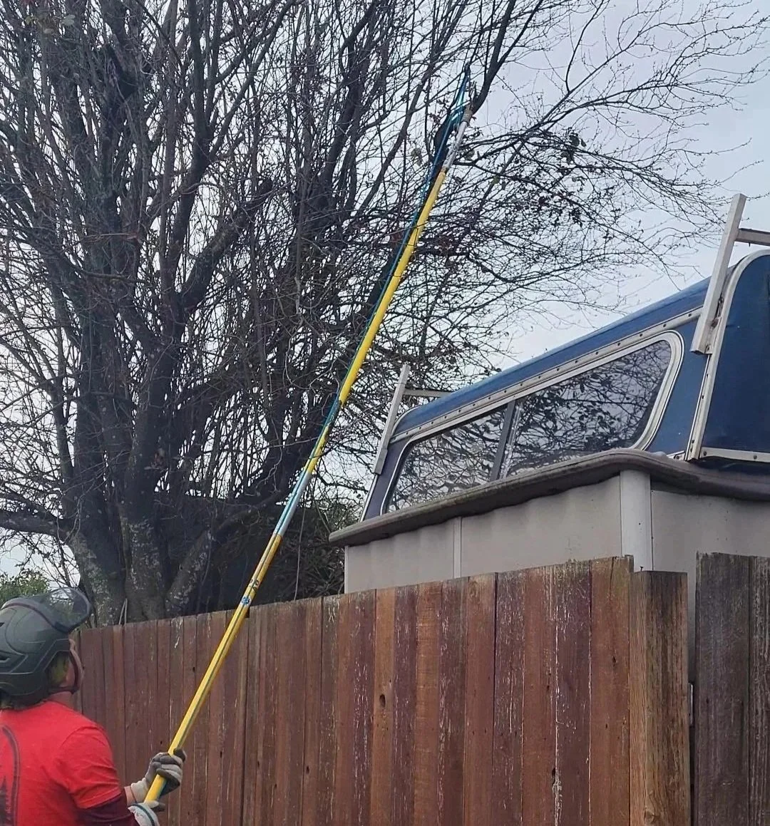 A person wearing a helmet, gloves, and a red shirt trimming a tall tree with a long pole saw, next to a wooden fence and a house.