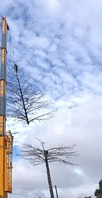 Two leafless trees standing near construction equipment under a partly cloudy sky.