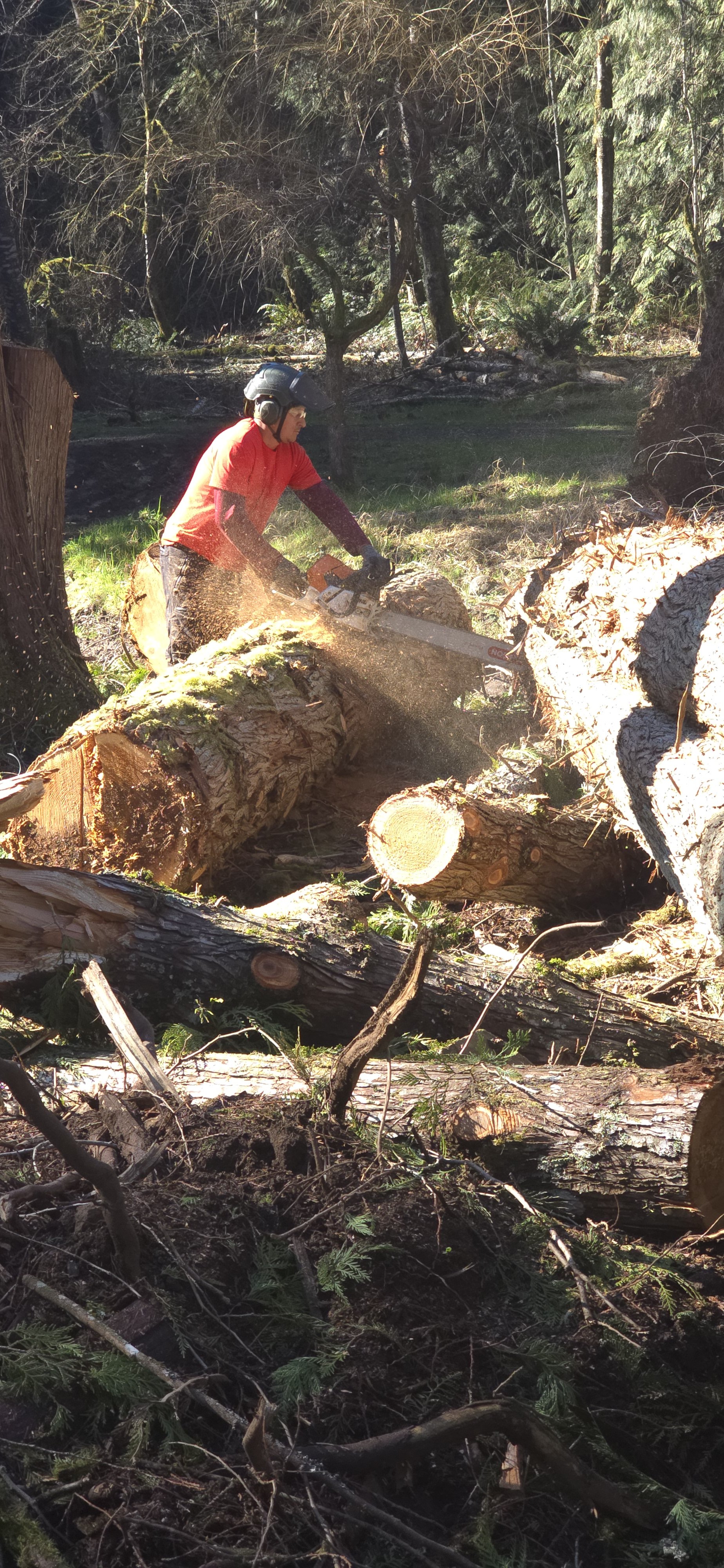A person wearing a helmet and red shirt cutting a fallen tree with a chainsaw in a wooded area, with sawdust flying through the air.