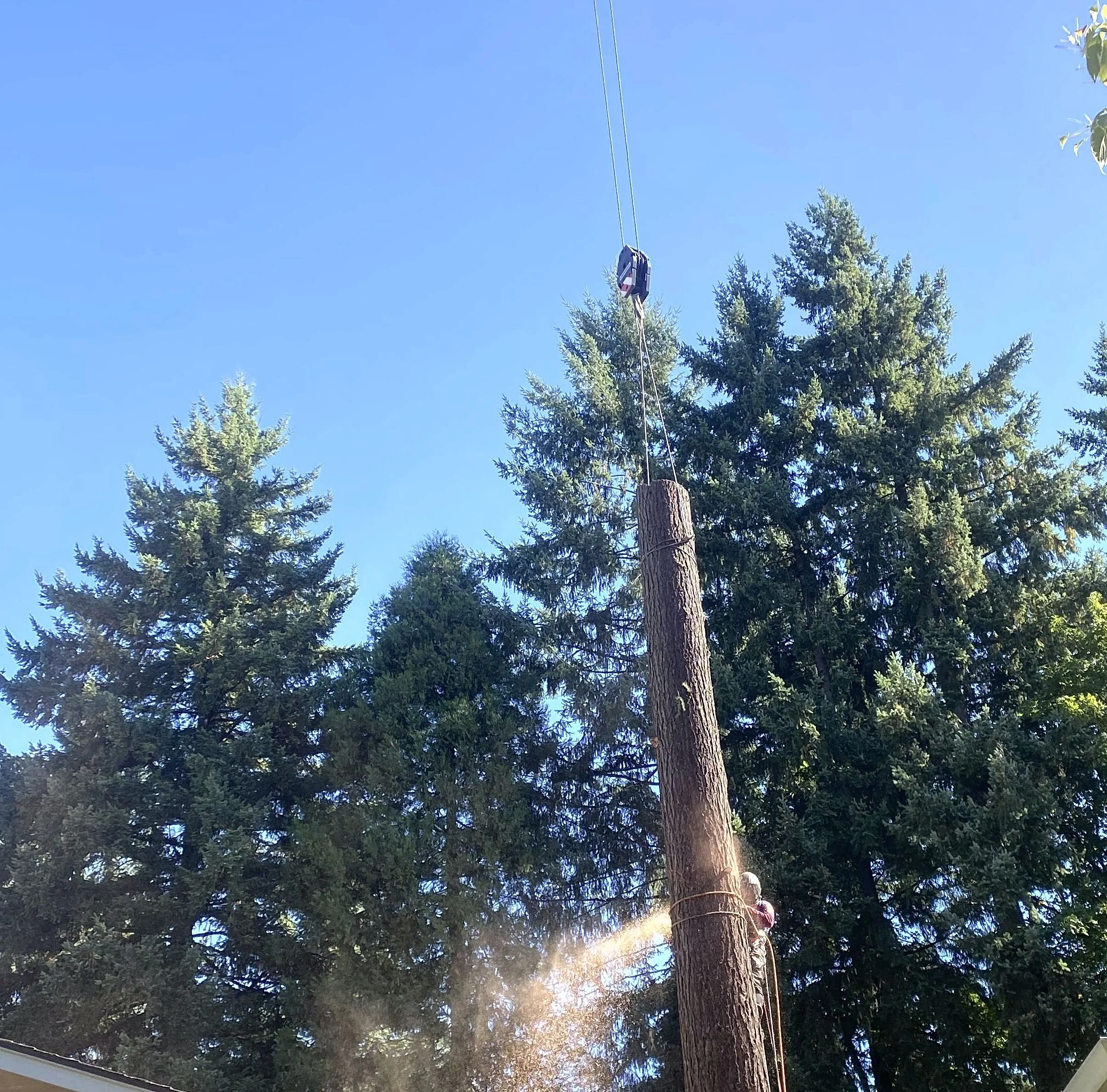 A utility worker climbing a wooden utility pole with safety gear, surrounded by tall evergreen trees and a clear blue sky.