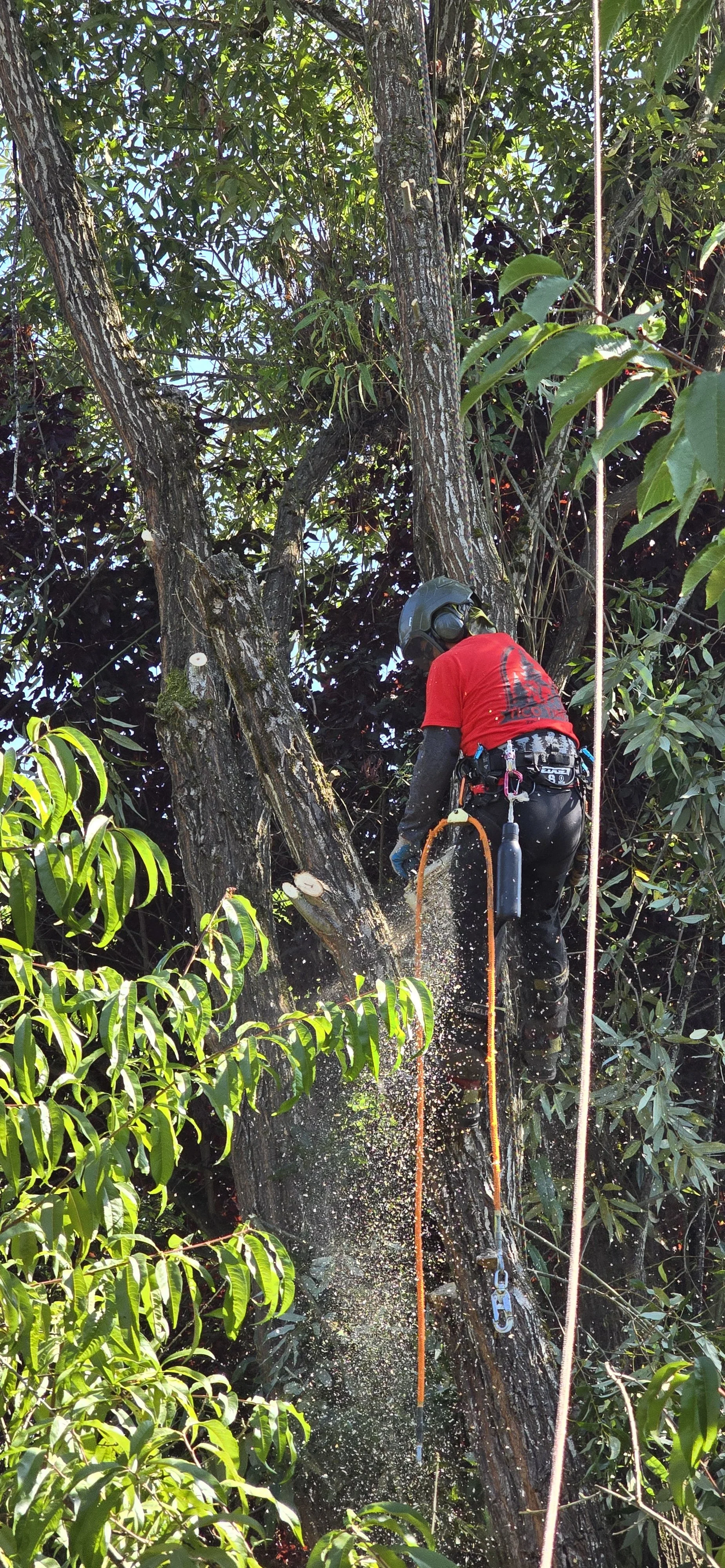 A person wearing a helmet, red shirt, and safety harness, cutting a tree with a chainsaw in a dense forest.