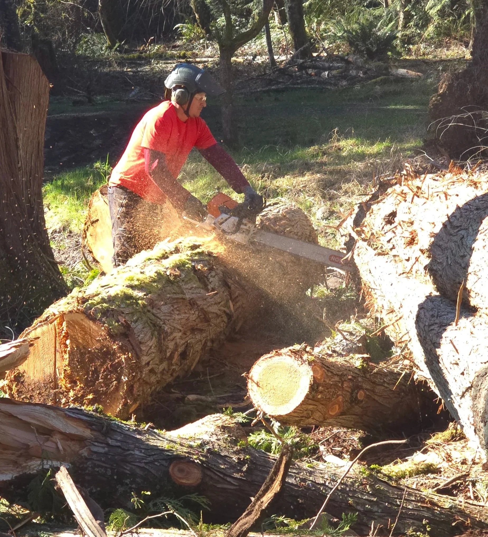 A man wearing a helmet and safety glasses is using a chainsaw to cut through a fallen tree in a forested area with dense trees and sunlight filtering through the leaves.