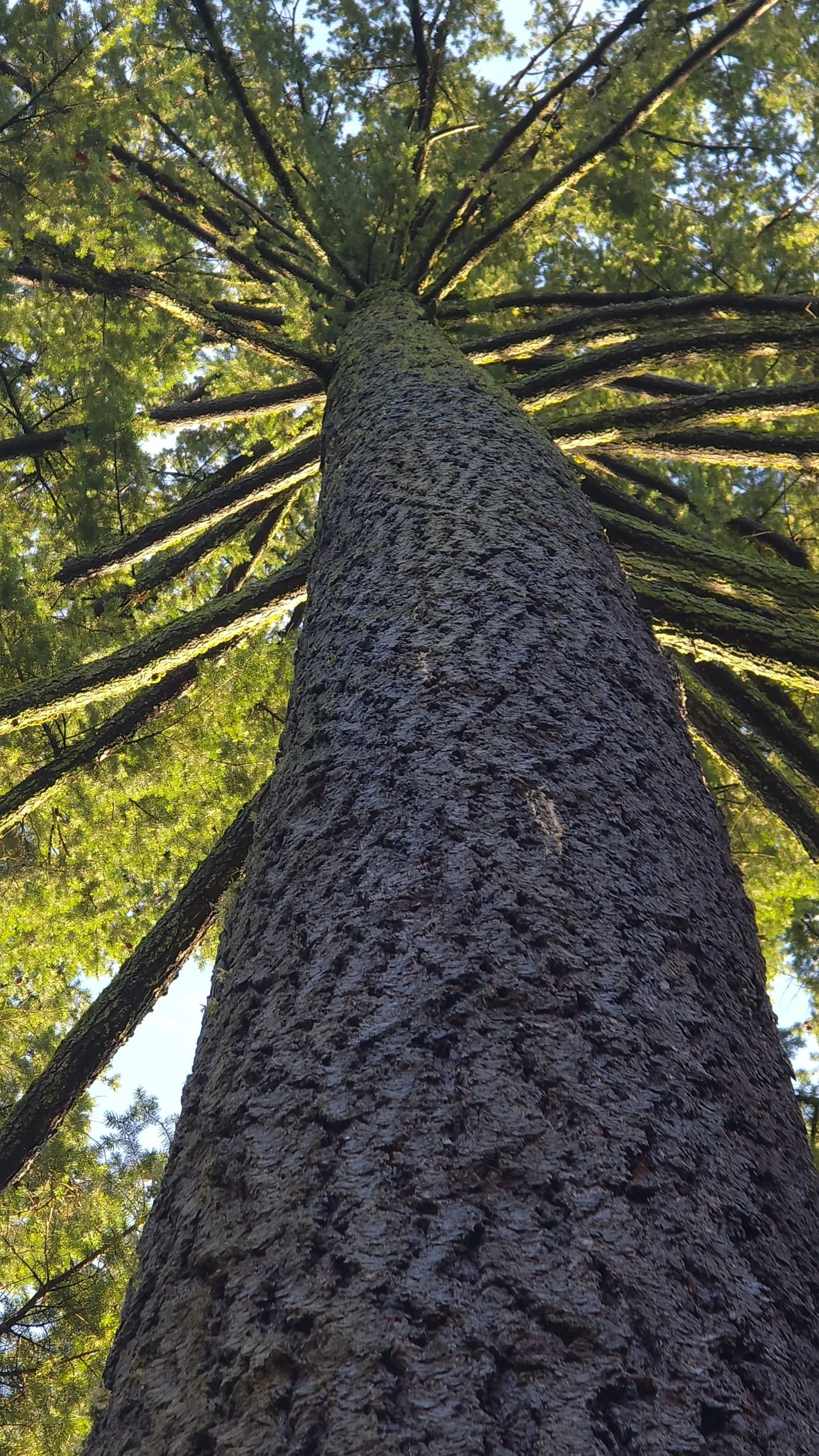 Looking up at a tall pine tree from its base, showing the textured bark and green foliage overhead.