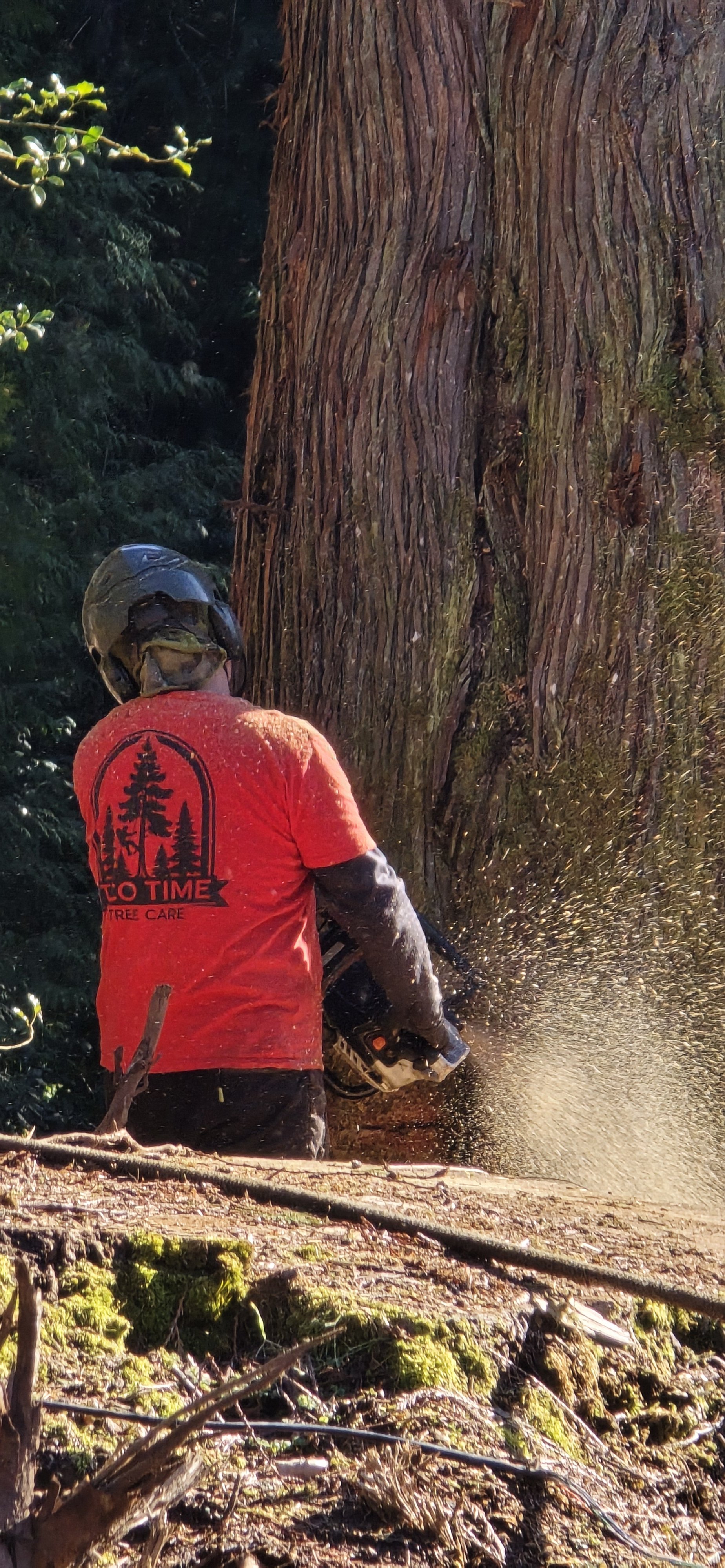 A person wearing a helmet and a red T-shirt with a tree logo cutting a tree with a chainsaw in a forest.