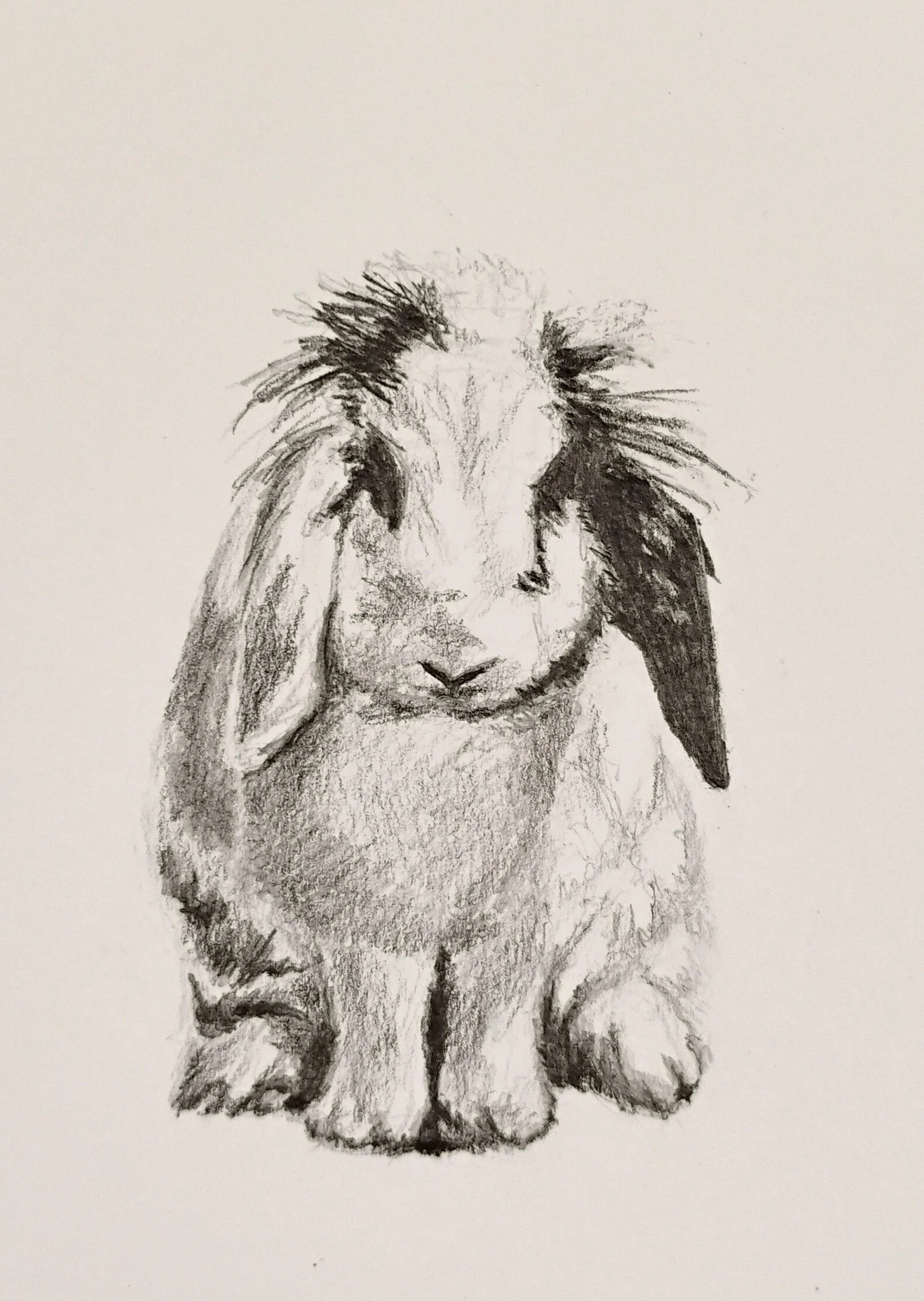 Bunny.jpg