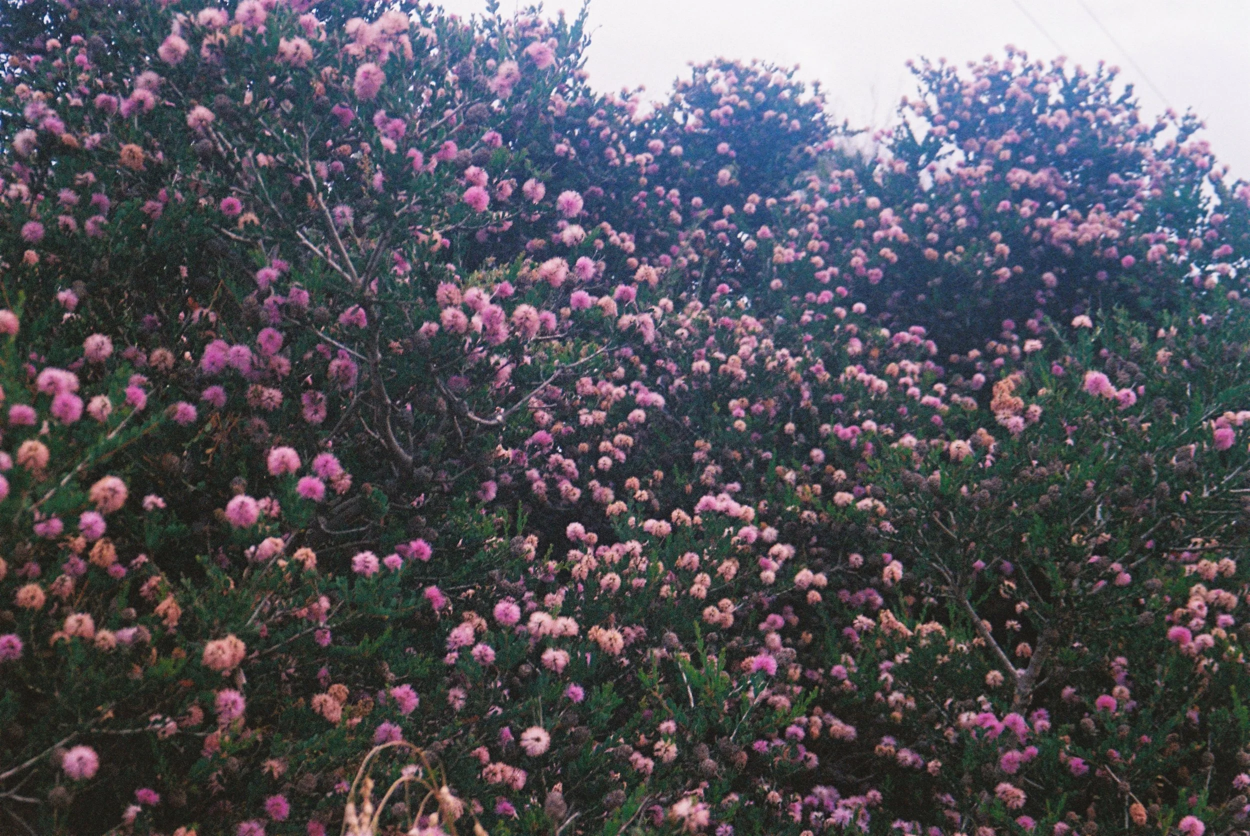 IMG_1096.jpeg