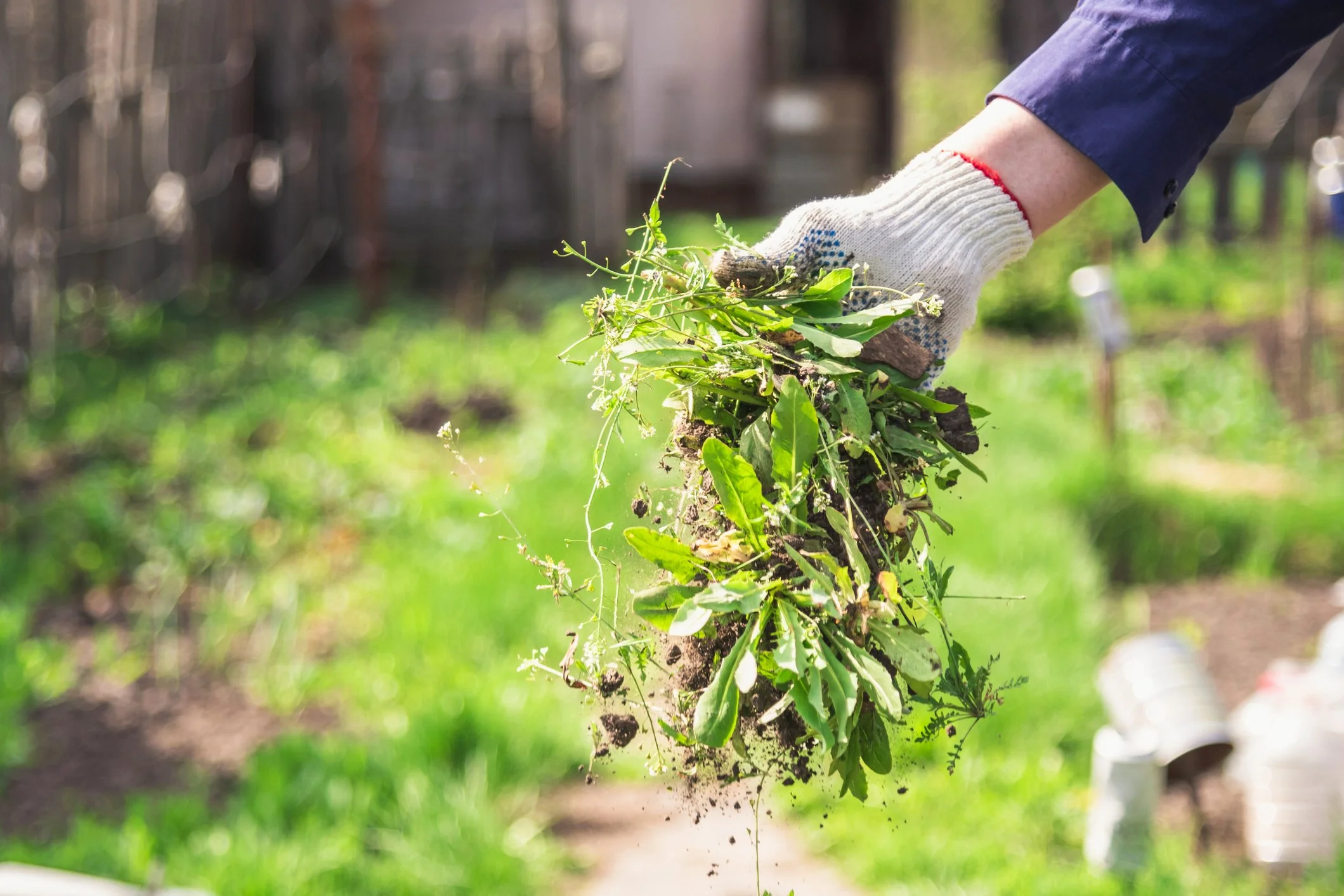 Person wearing a glove is cleaning a bunch of garden weeds in a garden.