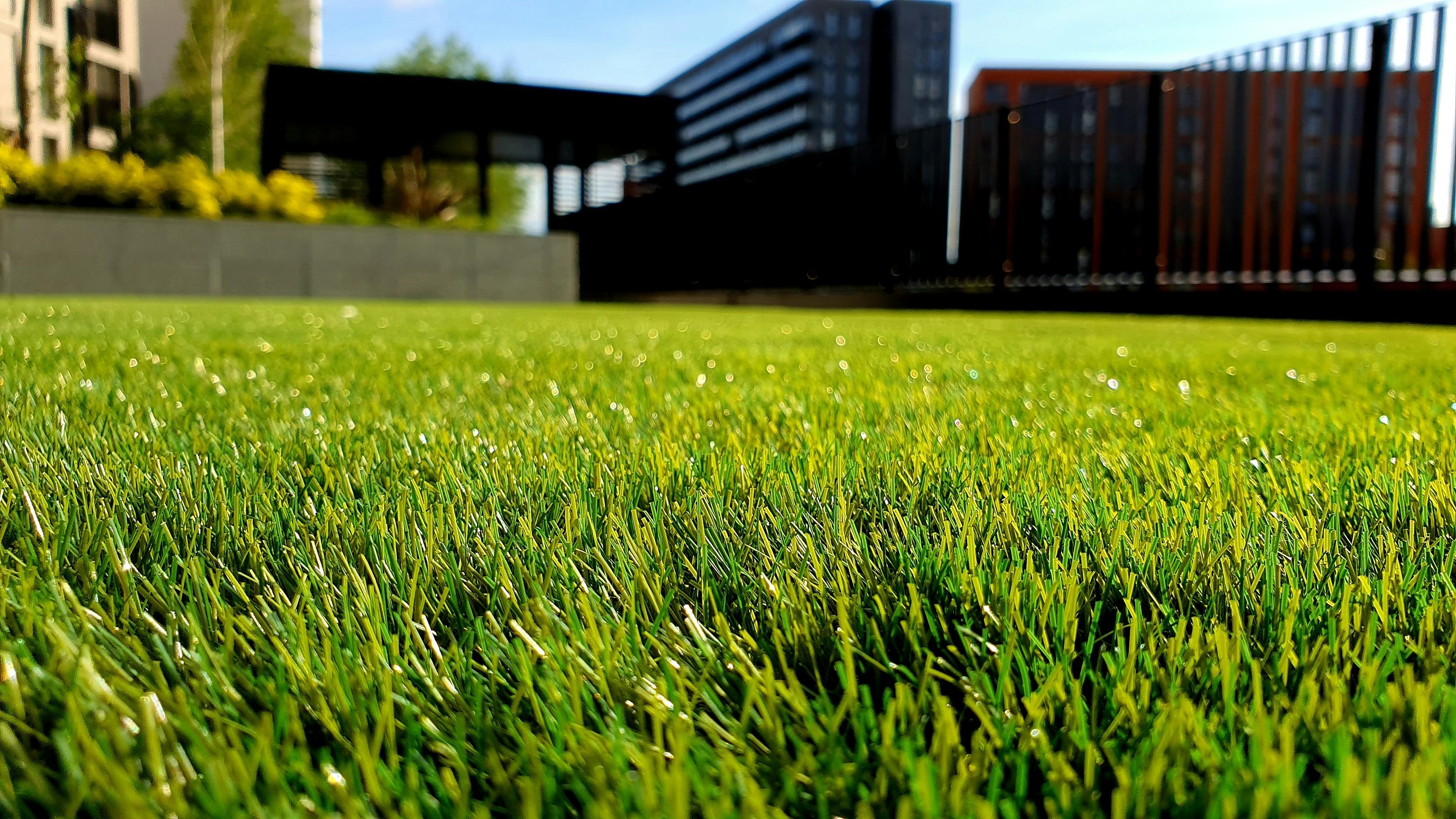 Lawn close up
