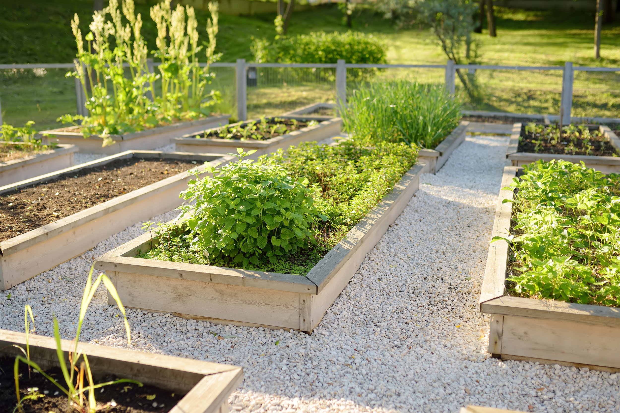 Garden beds with various green plants and herbs; gravel pathway and sunlight.