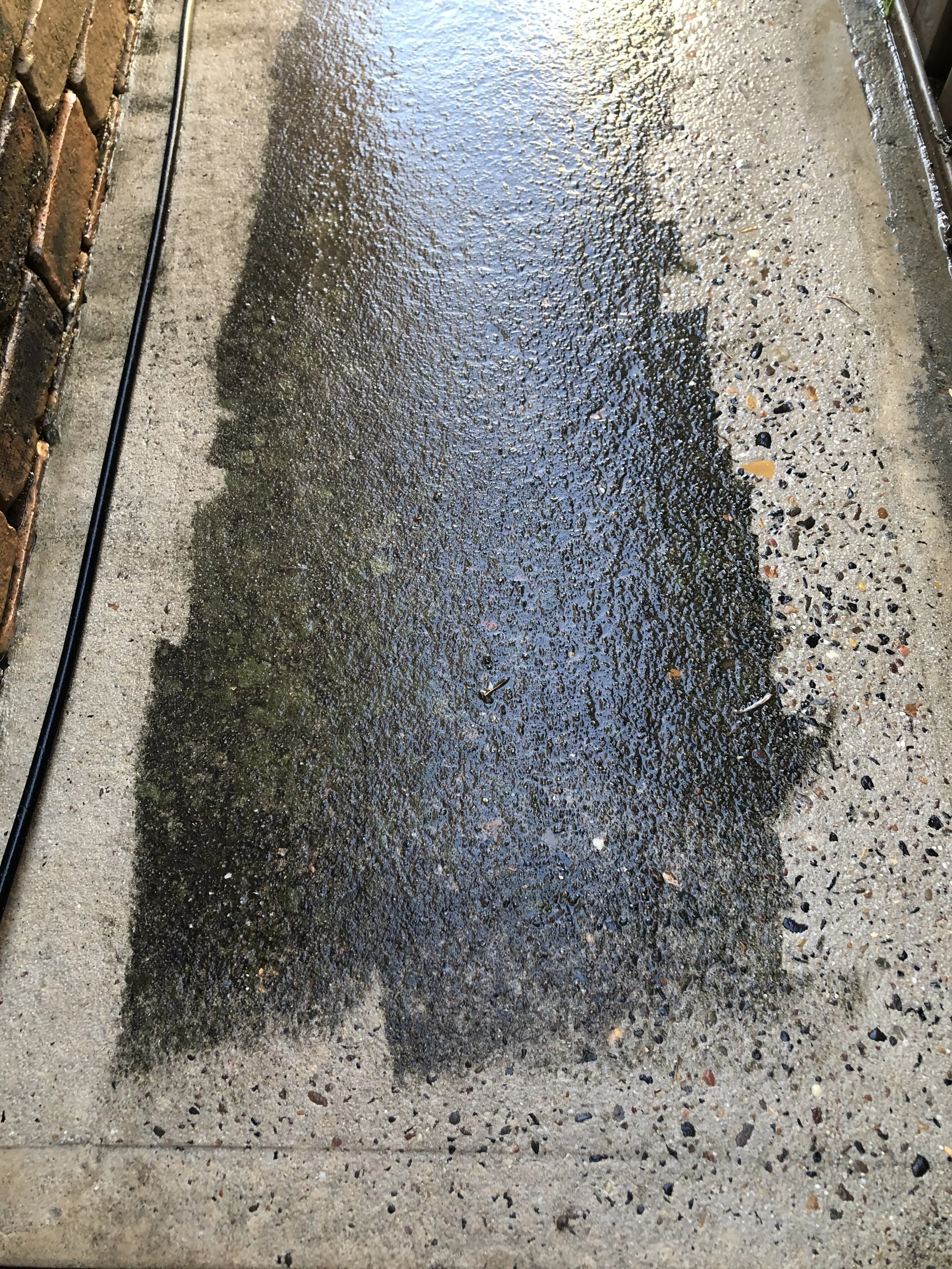 Wet concrete sidewalk partially pressure washed.
