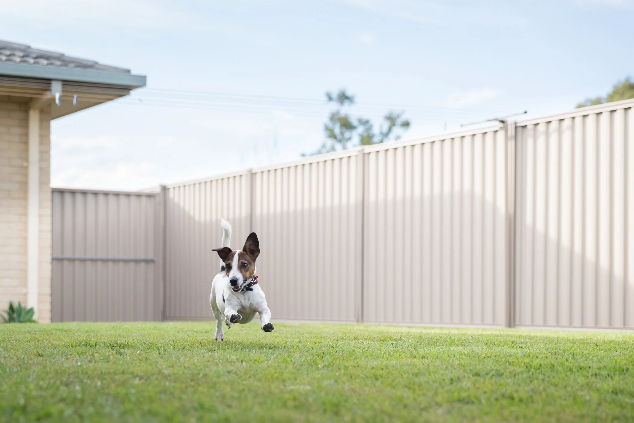 A small dog with brown and white fur running on a green lawn in a backyard, with a beige fence and part of a house visible in the background.