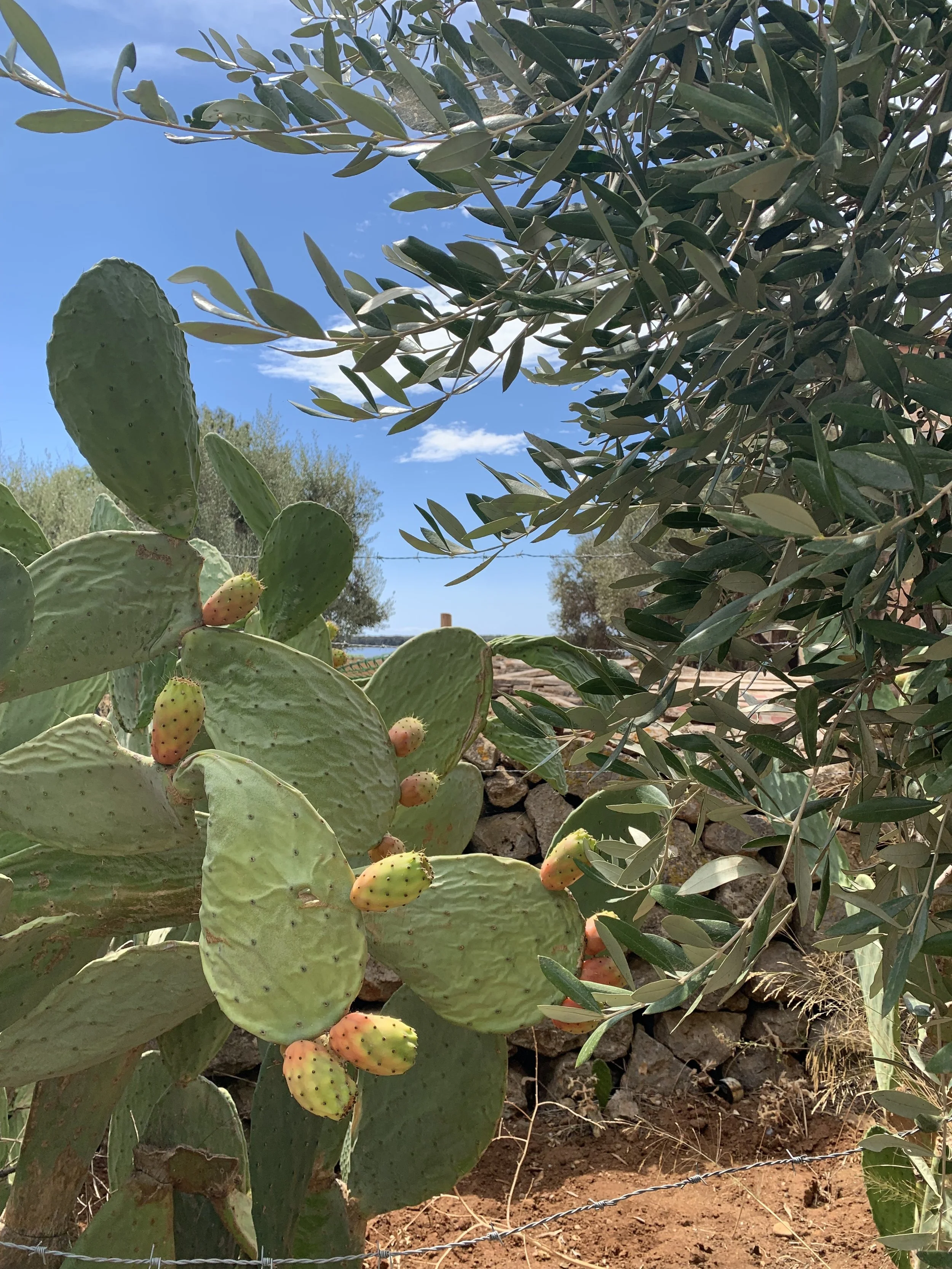 prickly pear cactus and olive tree (Italy)