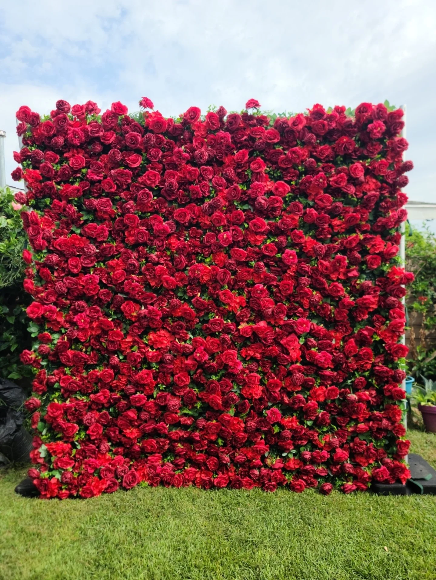 Red Rose