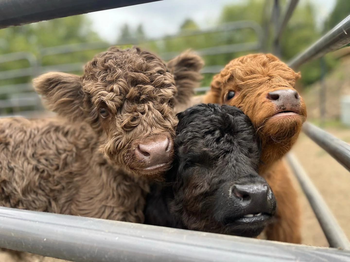 Three micro miniature highland calves with curly fur are gathered closely together behind a metal fence, with a blurred outdoor background.