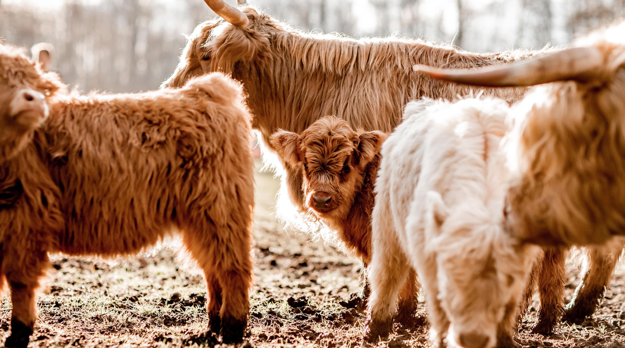 Premium genetics - a group of micro miniature highland cows and calves standing outdoors on a sunny day.