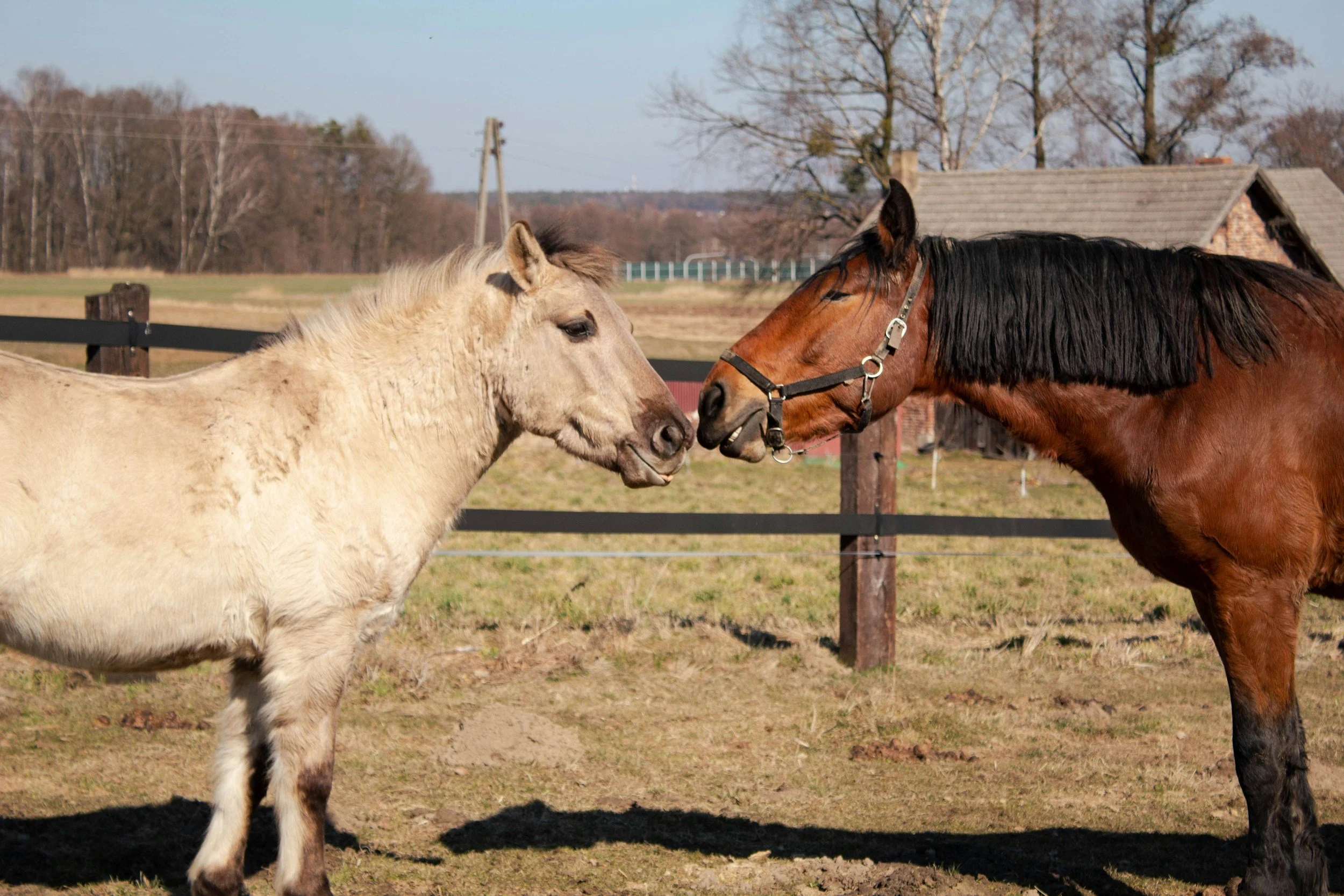 What does ‘Animal Intuitive’ actually mean?&nbsp;