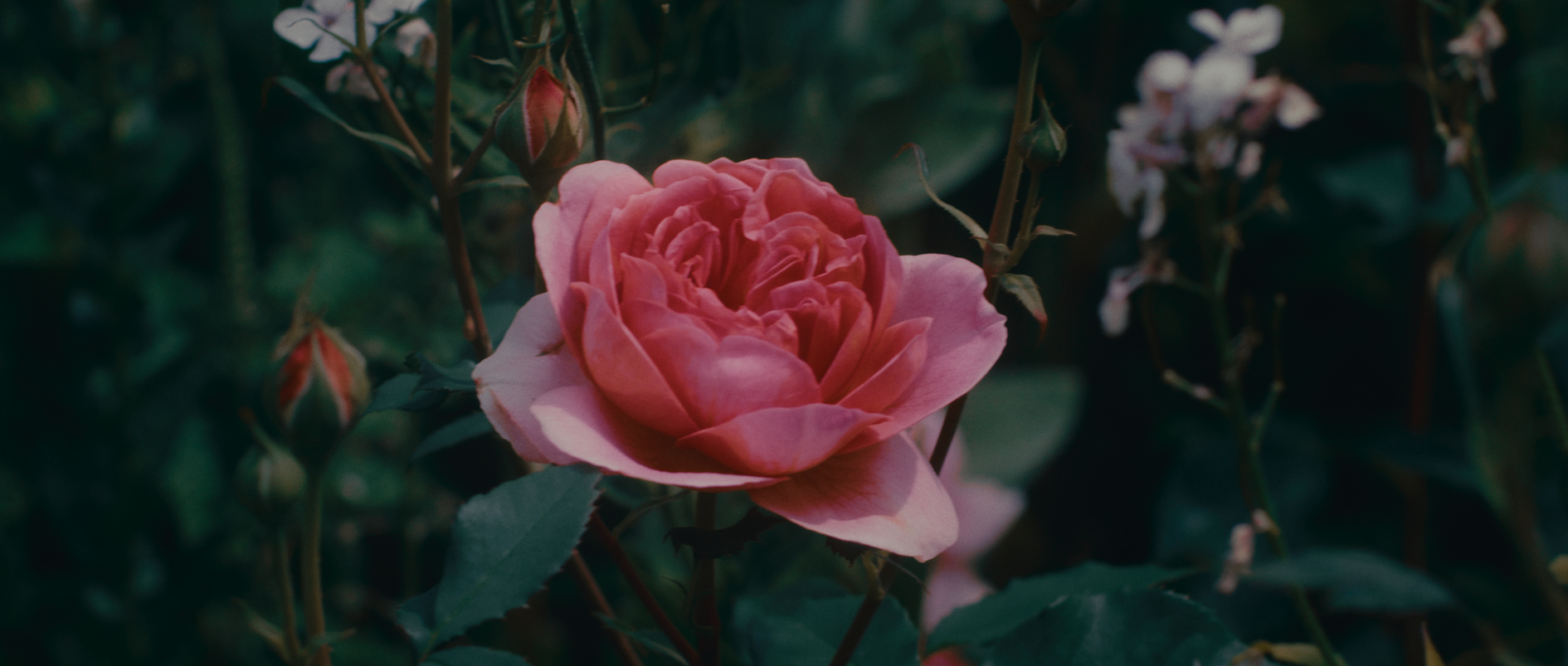 "The Magician's Garden" directed by C.A. Cooper (Chris Cooper).