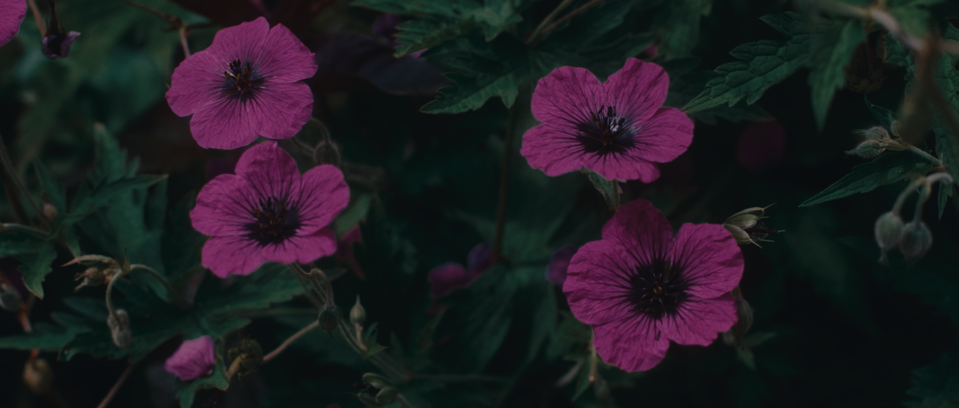 "The Magician's Garden" directed by C.A. Cooper (Chris Cooper).