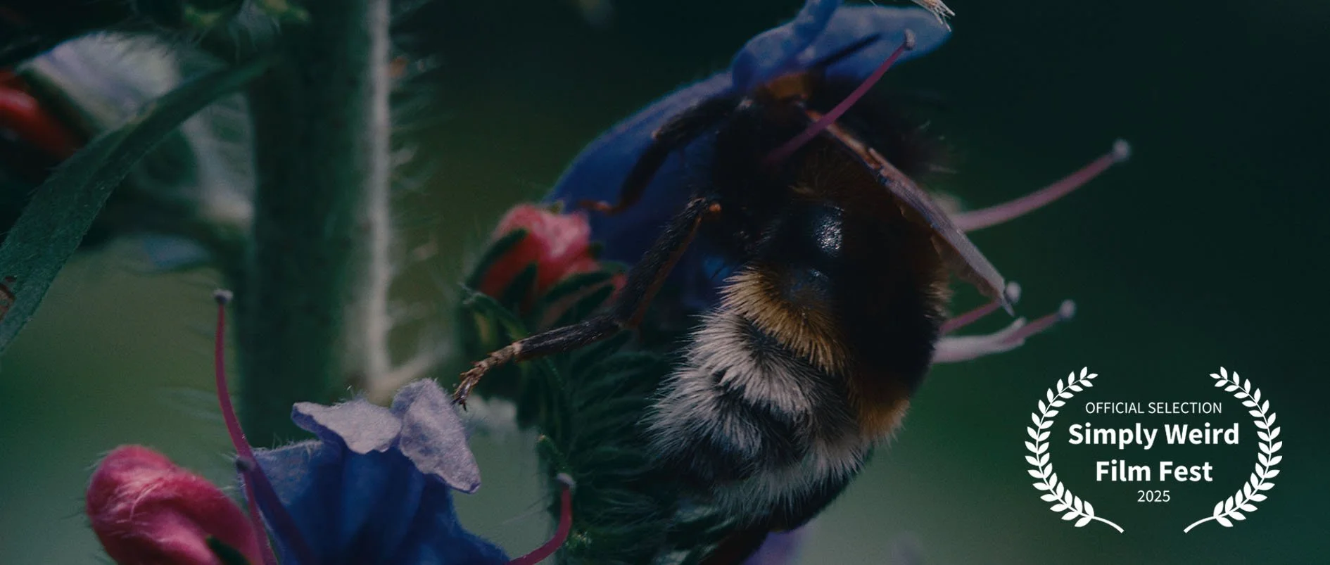 The Magician's Garden - "Simply Weird Film Fest"