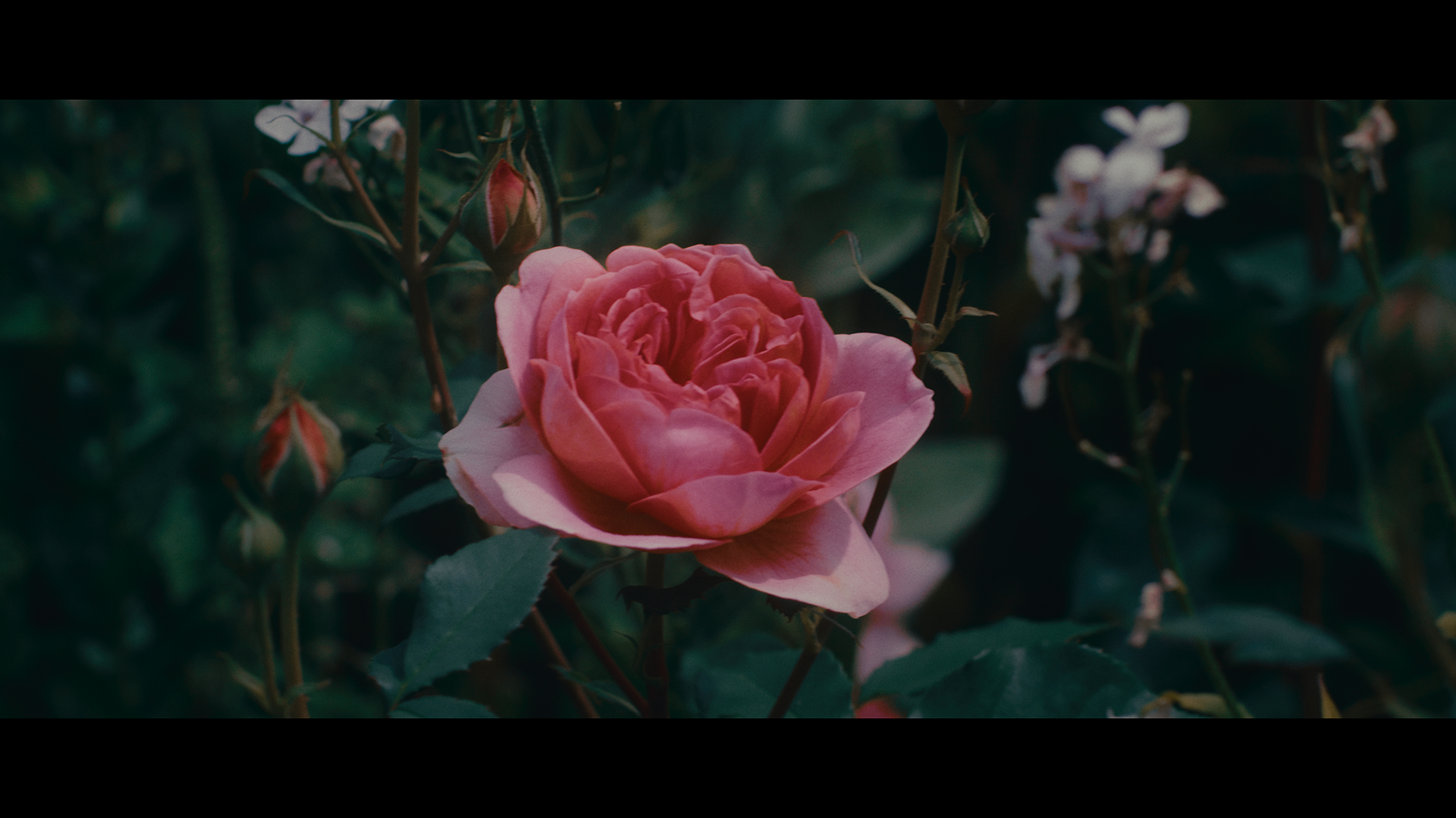 tmg_27_5.1.38_v2.png