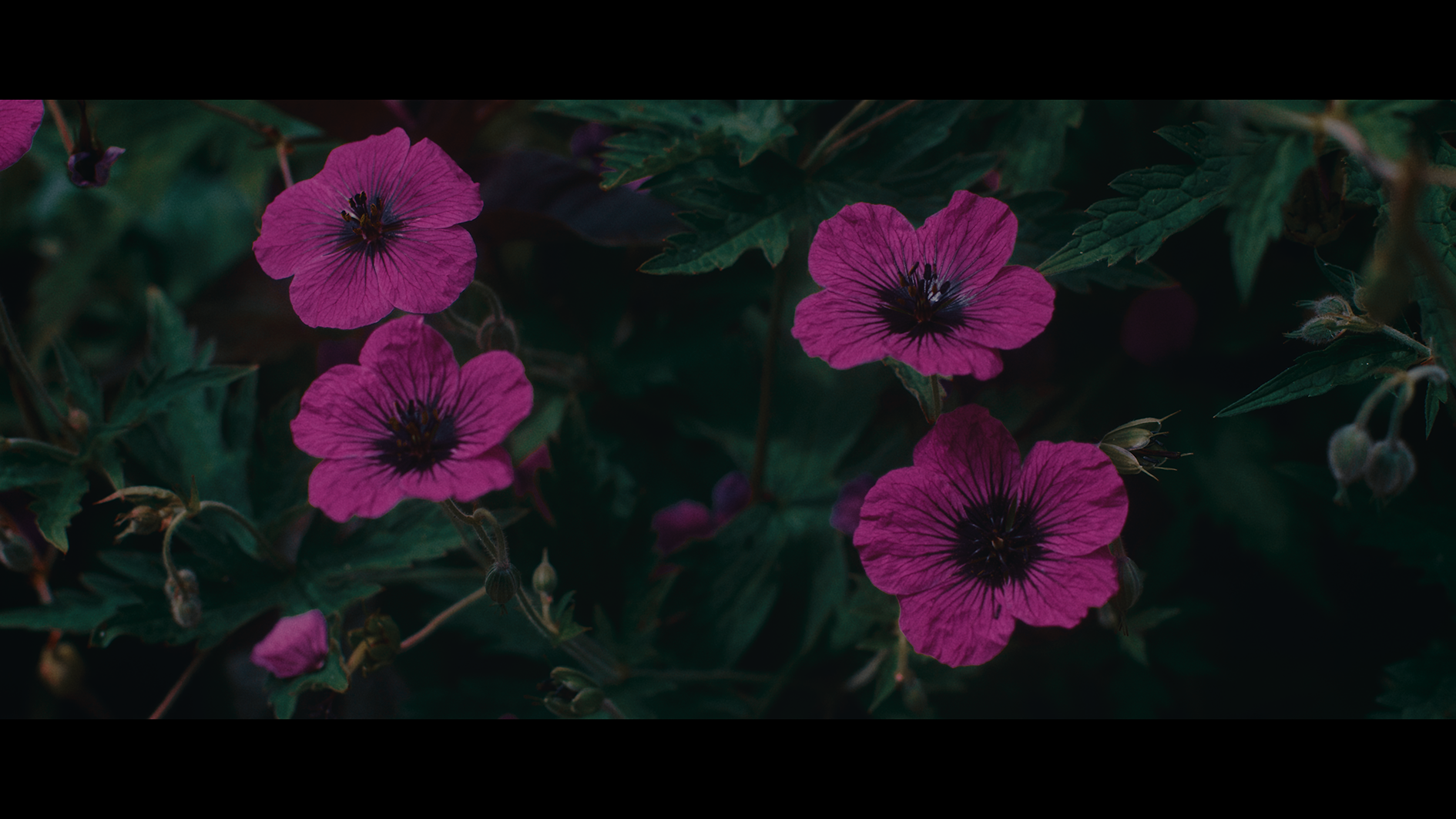 tmg_26_5.1.36_v2.png