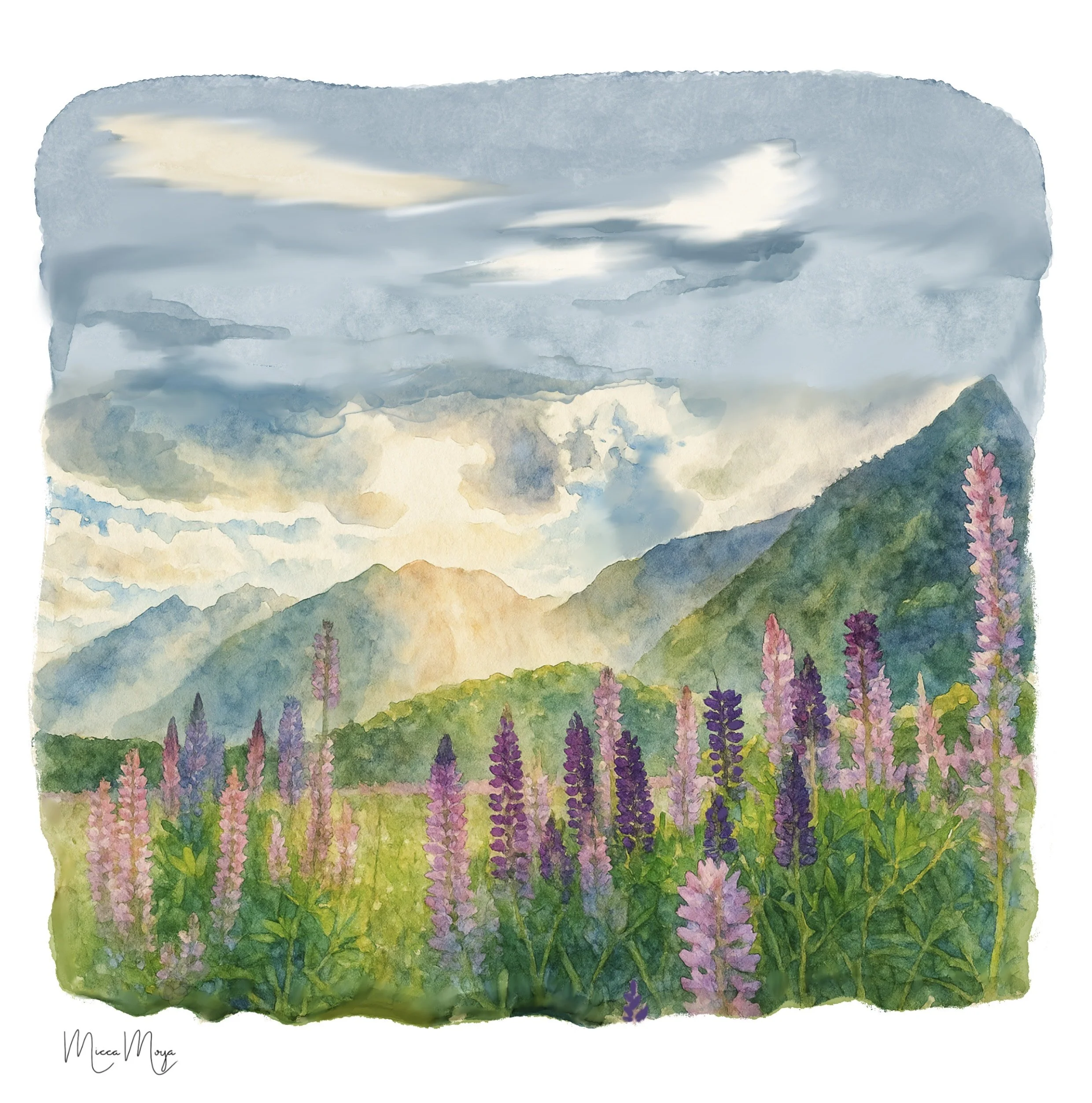 Lupin Field - Lake Tekapo