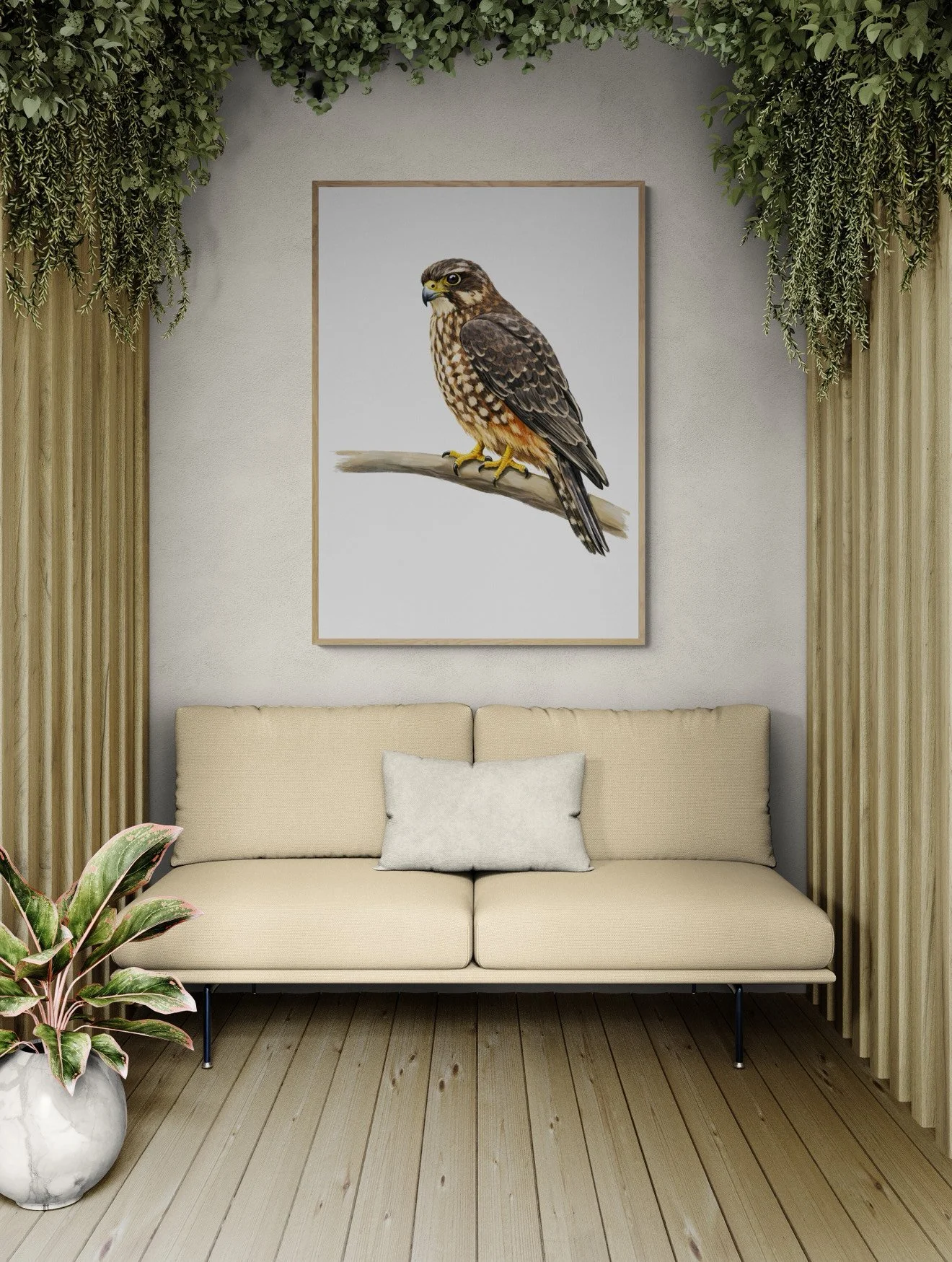 Kārearea (New Zealand Falcon)