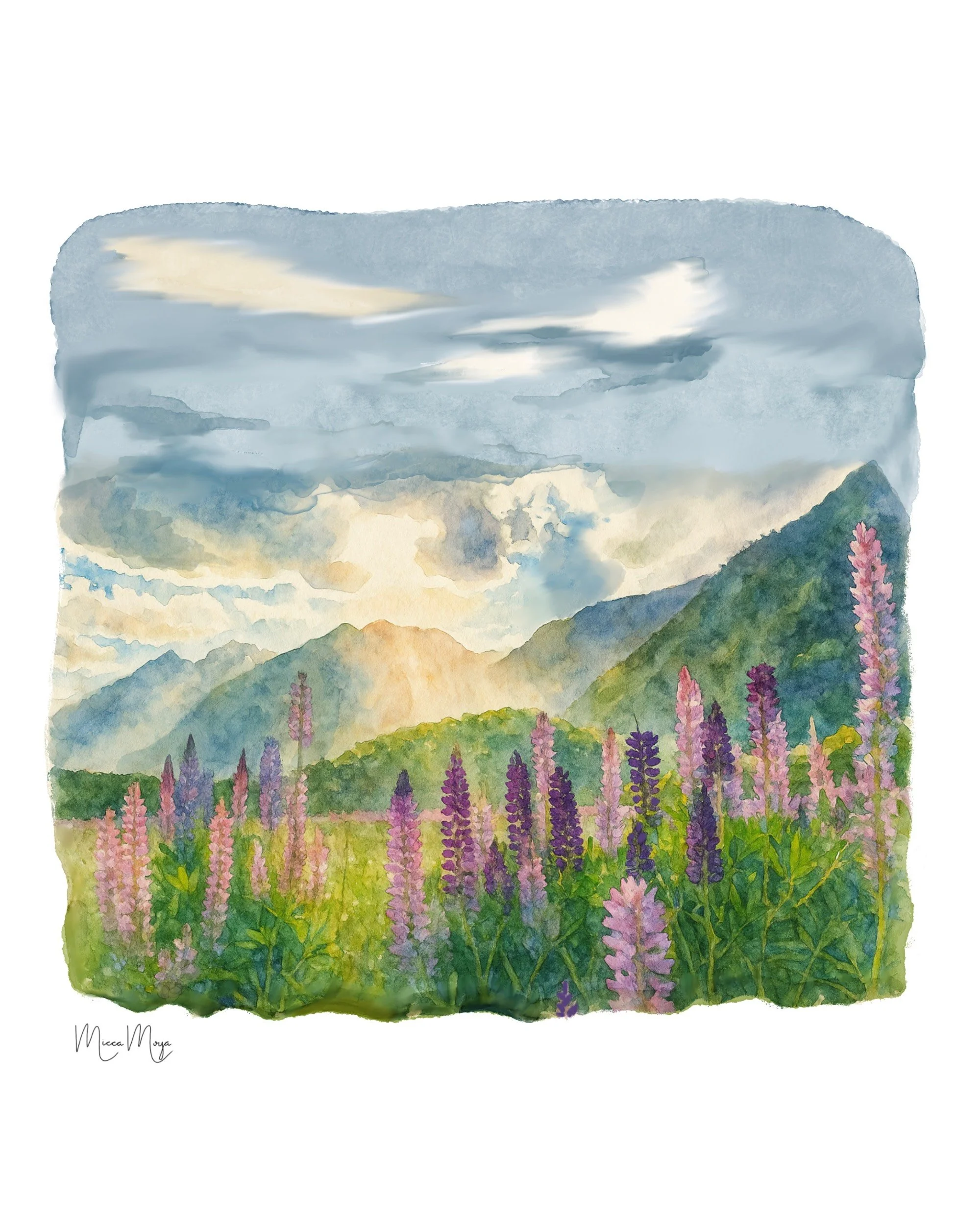 Lupin Field - Lake Tekapo