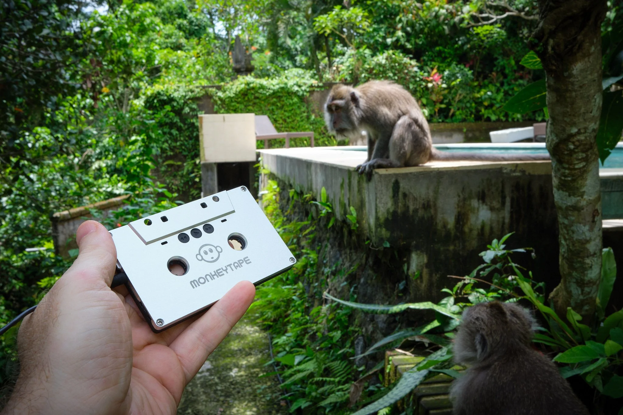 A person holds a white cassette tape labeled 'Money Tape' in front of two monkeys in a lush, green outdoor area. One monkey is sitting on the edge of a concrete platform, while the other is on the ground nearby.