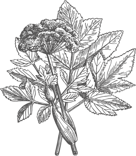 Illustration einer Handvoll frischer pflückbarer Himbeeren und Blätter.