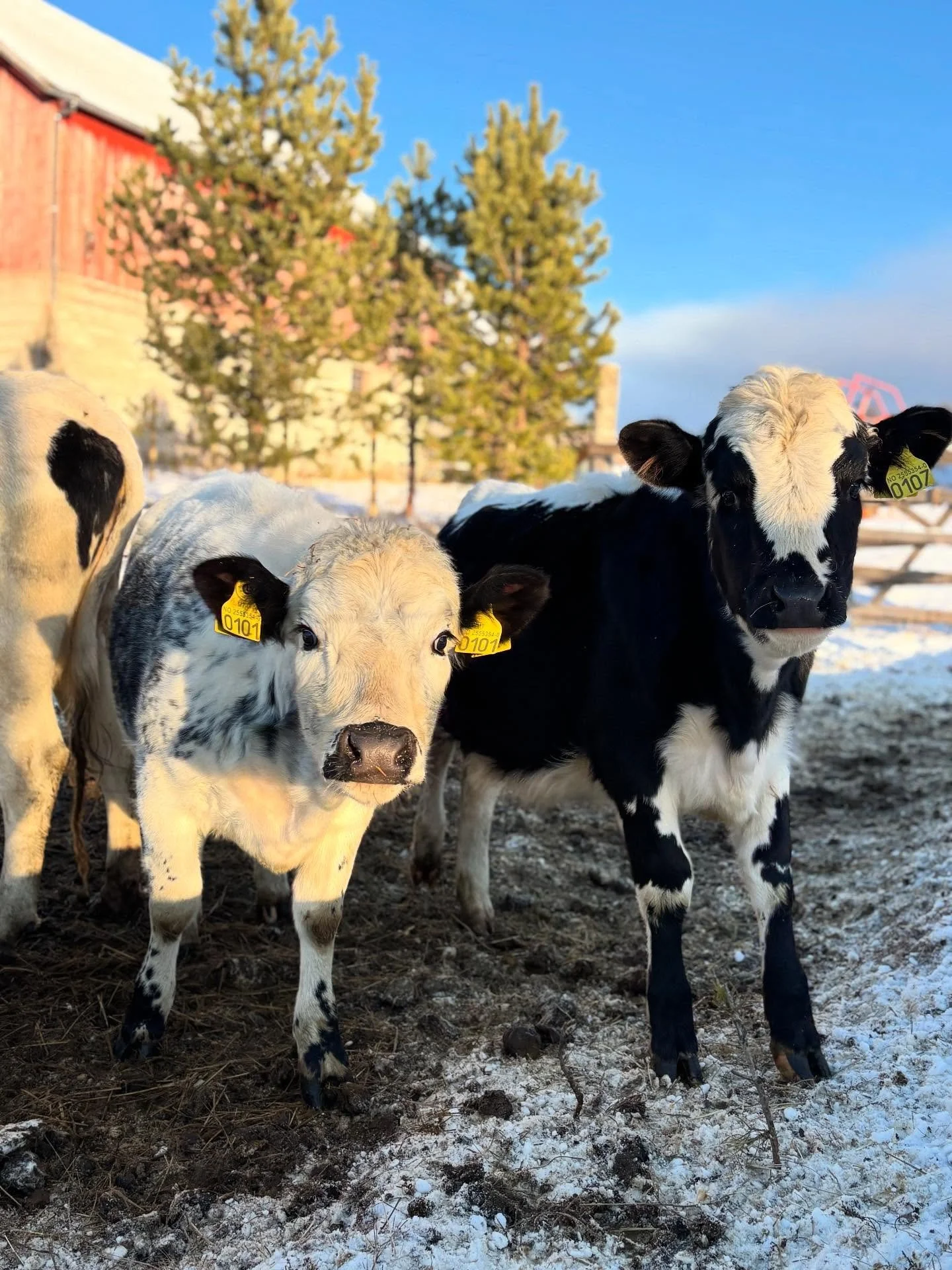 🌟 20. desember 🌟 
Kyr! 

3. oktober kom det kyr til gards. Endelig! For det har nemlig v&aelig;rt Nils Ole sin dr&oslash;m siden barnehagen &aring; ha ammekyr. Da passa det perfekt at fj&oslash;set i nordigard&rsquo;n sto tomt, s&aring; med &ldquo;