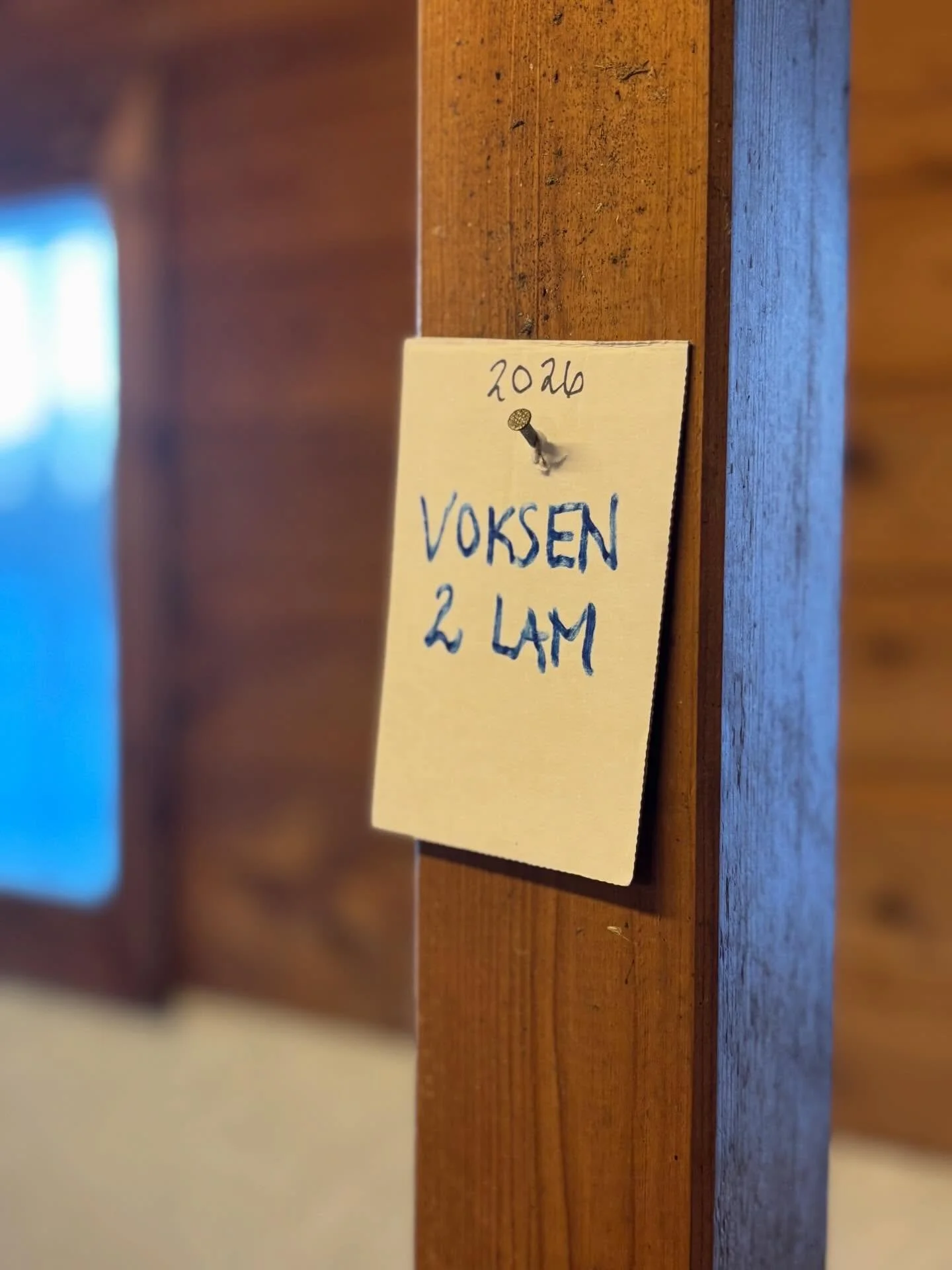 V&aring;rvinter 🫶
Det er en m&aring;ned til lemming, og i fj&oslash;set er det nyfriserte og matfriske damer! Vi har som vanlig hatt fostertelling, og i f&oslash;lge den kan vi forvente 205 lamunger i v&aring;r 🐑
Det er ogs&aring; v&aring;rstemning