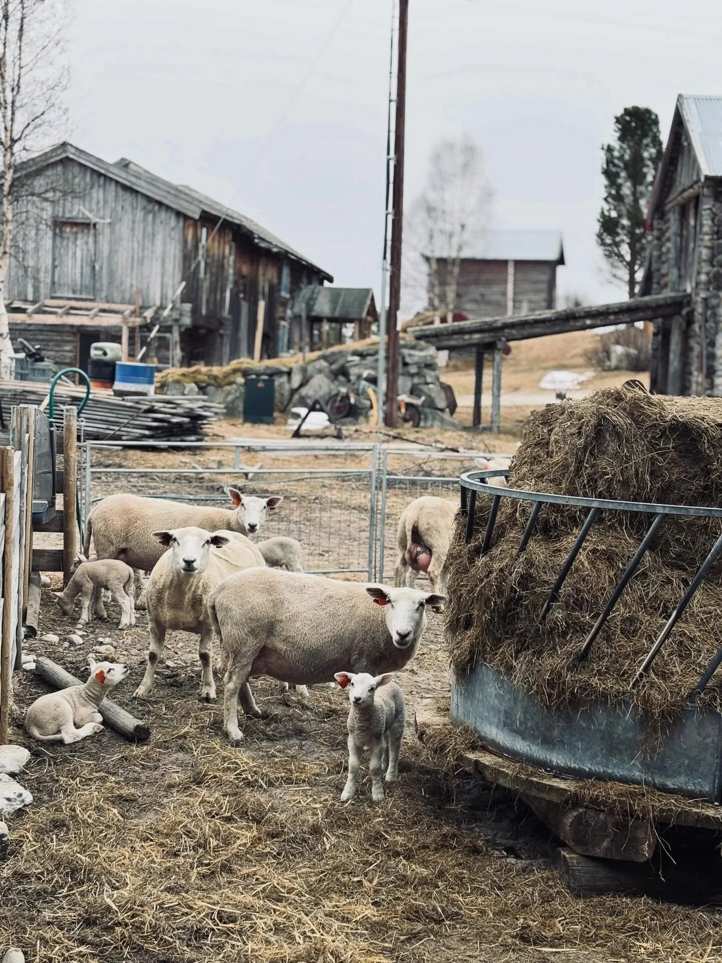 Dyr ute, nattetimer p&aring; kvilerommet, lam og h&oslash;ner og barn og ku! Noen glimt fra den siste tida, rett og slett.

Lemminga starta som sp&aring;dd 25. april, og siden har det g&aring;tt i ett. Over 140 lam er kommet til verden og 60 til skal