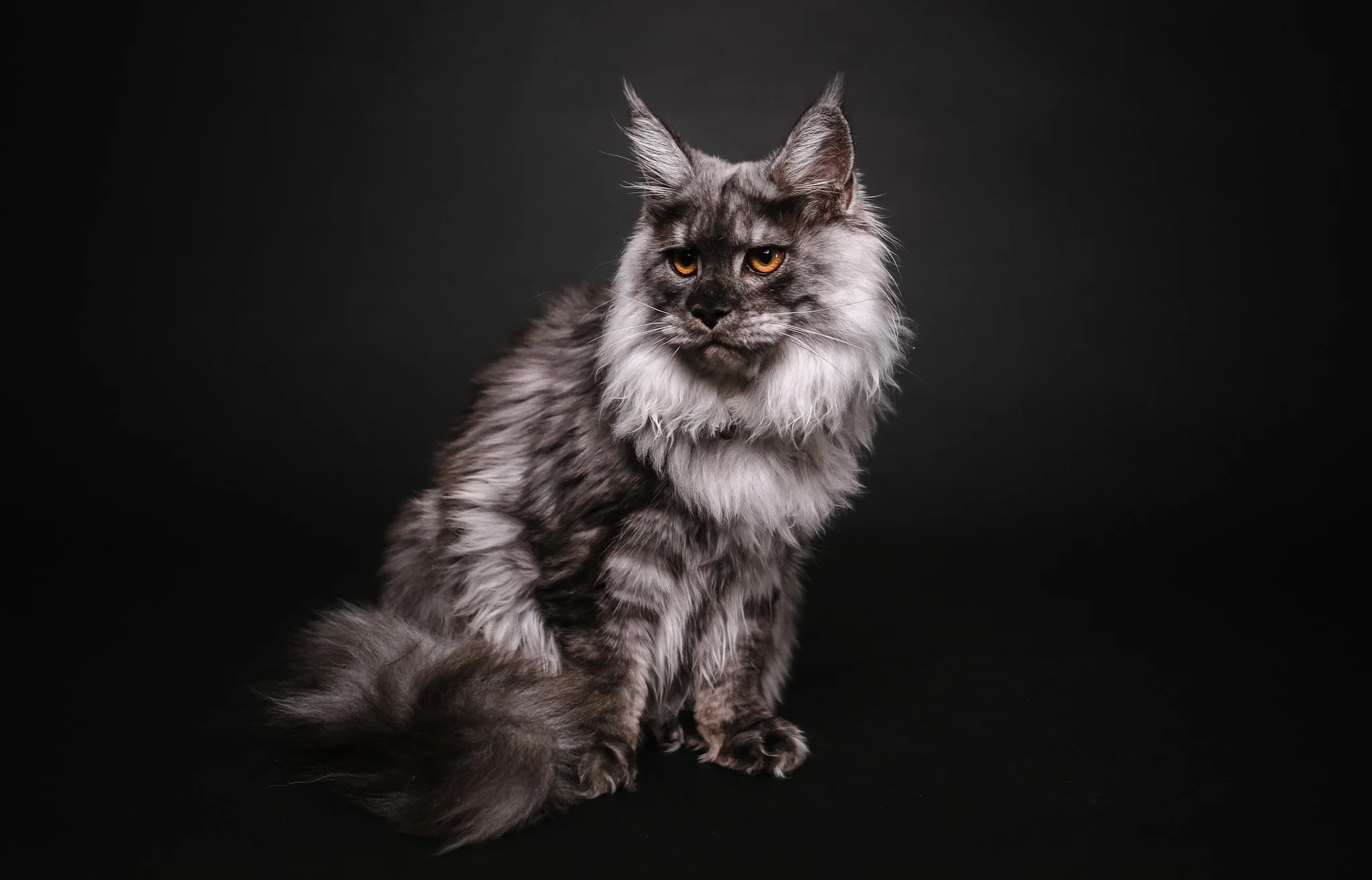 A long-haired gray and black cat with yellow eyes sitting against a dark background.