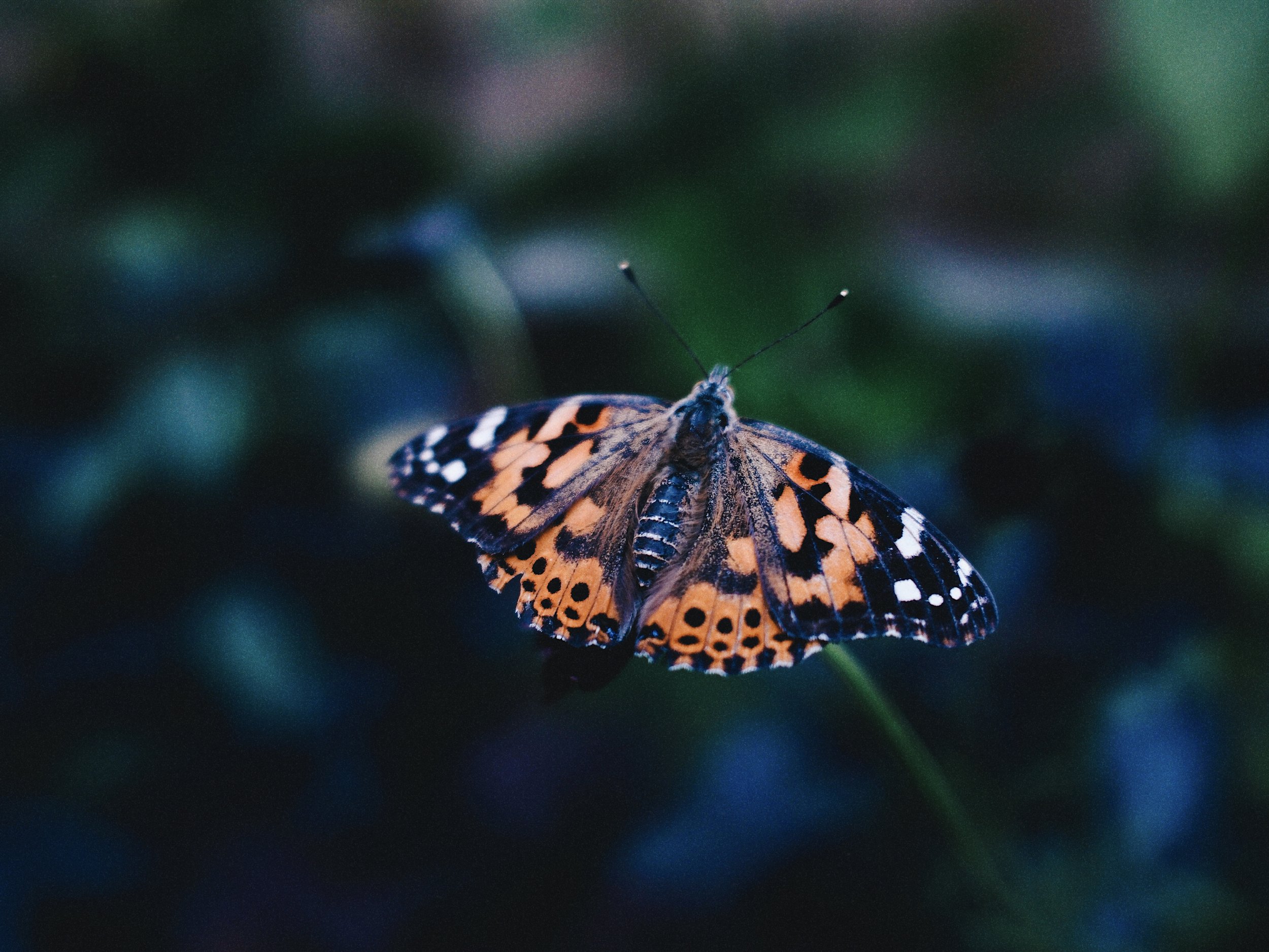 Close-up of a butterfly with orange, black, and white wings, perched on a blurred background of green leaves.