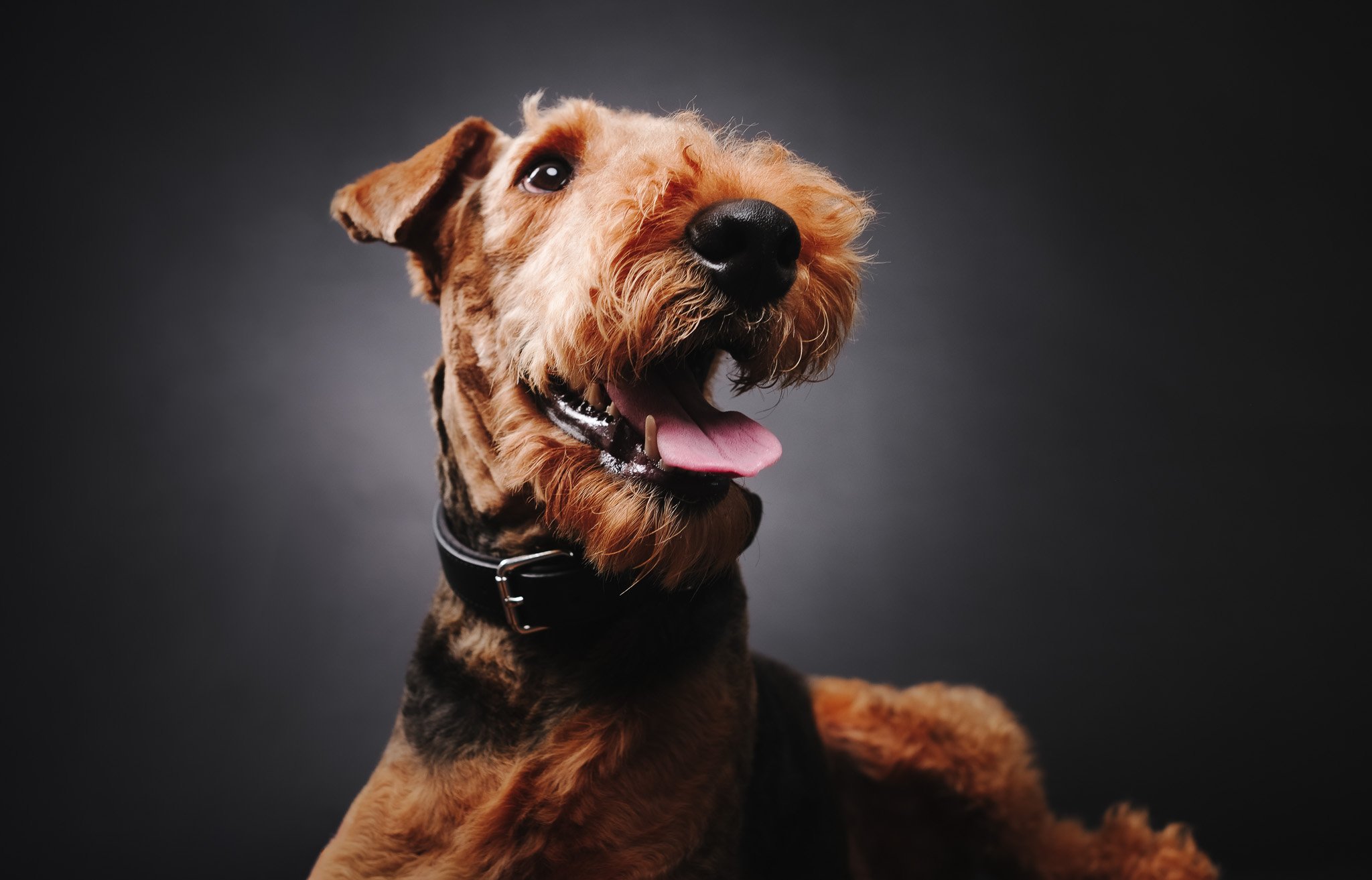 A happy, brown and black dog with its tongue out, sitting on a black background, wearing a black collar.