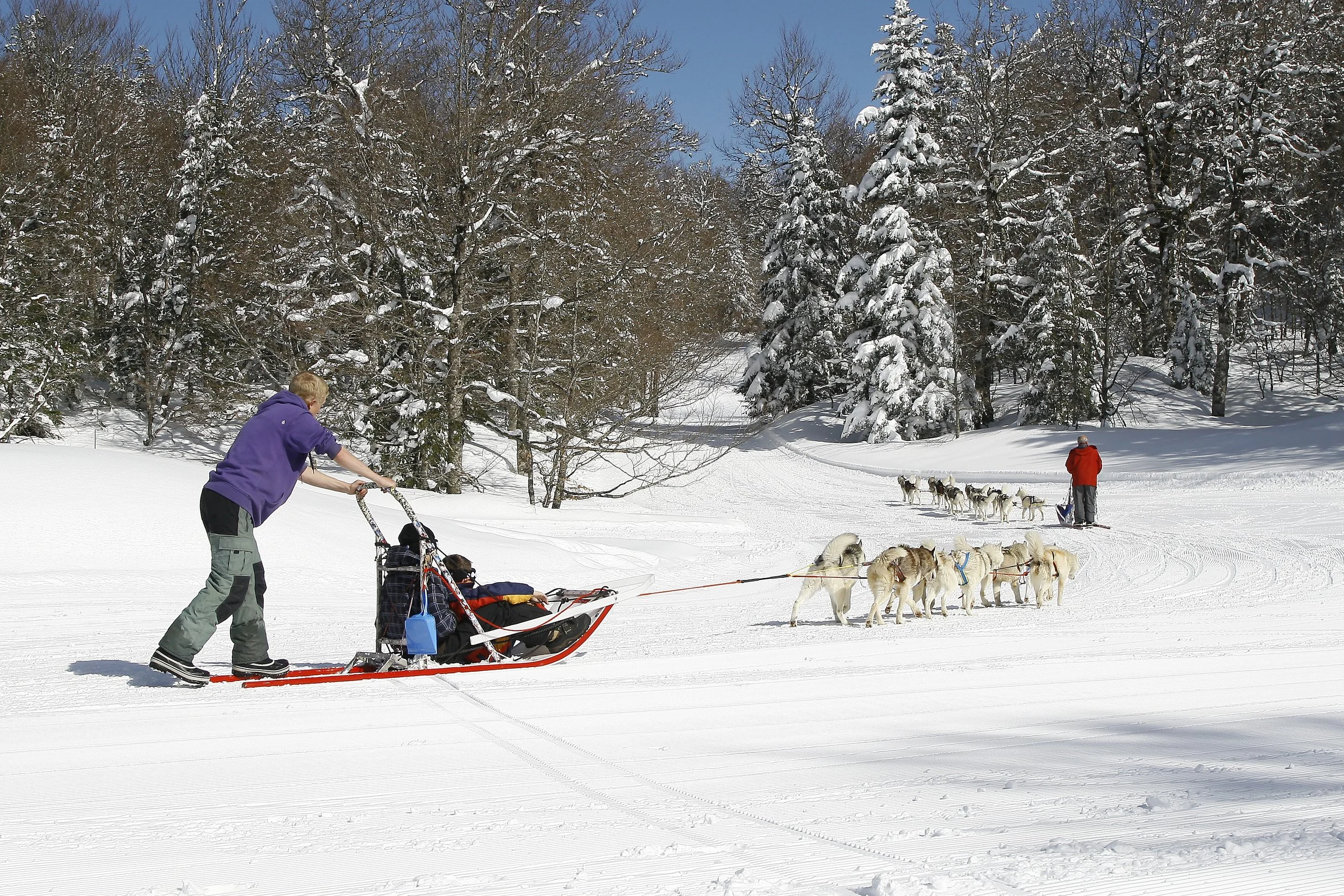 Une personne tire un traîneau avec des chiens dans un paysage enneigé, avec un autre traîneau avec un guide à l'arrière. La scène se déroule en forêt sous un ciel bleu dans un environnement hivernal.
