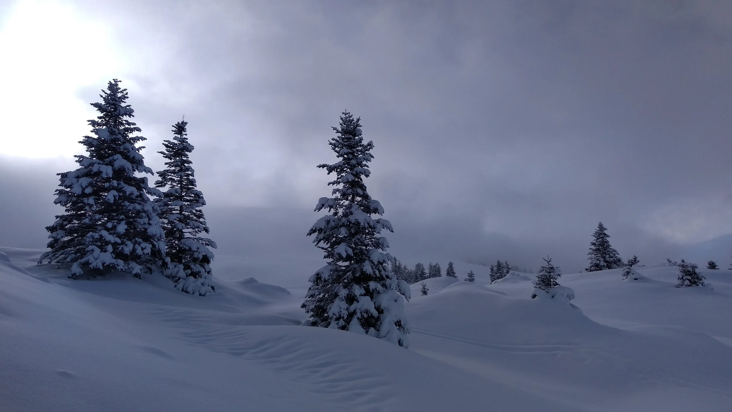 Région enneigée avec plusieurs sapins couverts de neige, ciel nuageux et paysage hivernal.