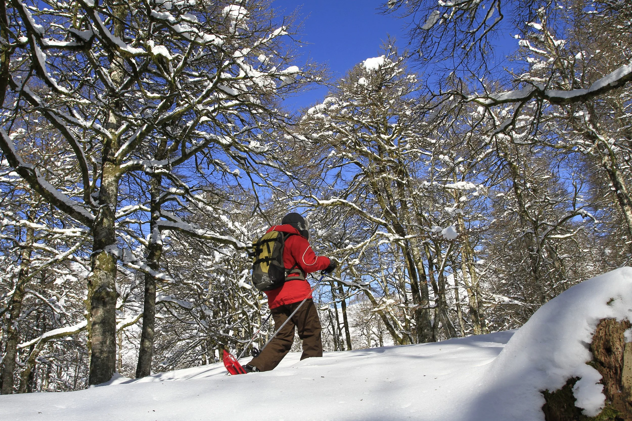 Personne en randonnée avec des raquettes à neige dans une forêt enneigée, ciel bleu visible à travers les branches d'arbres nus.