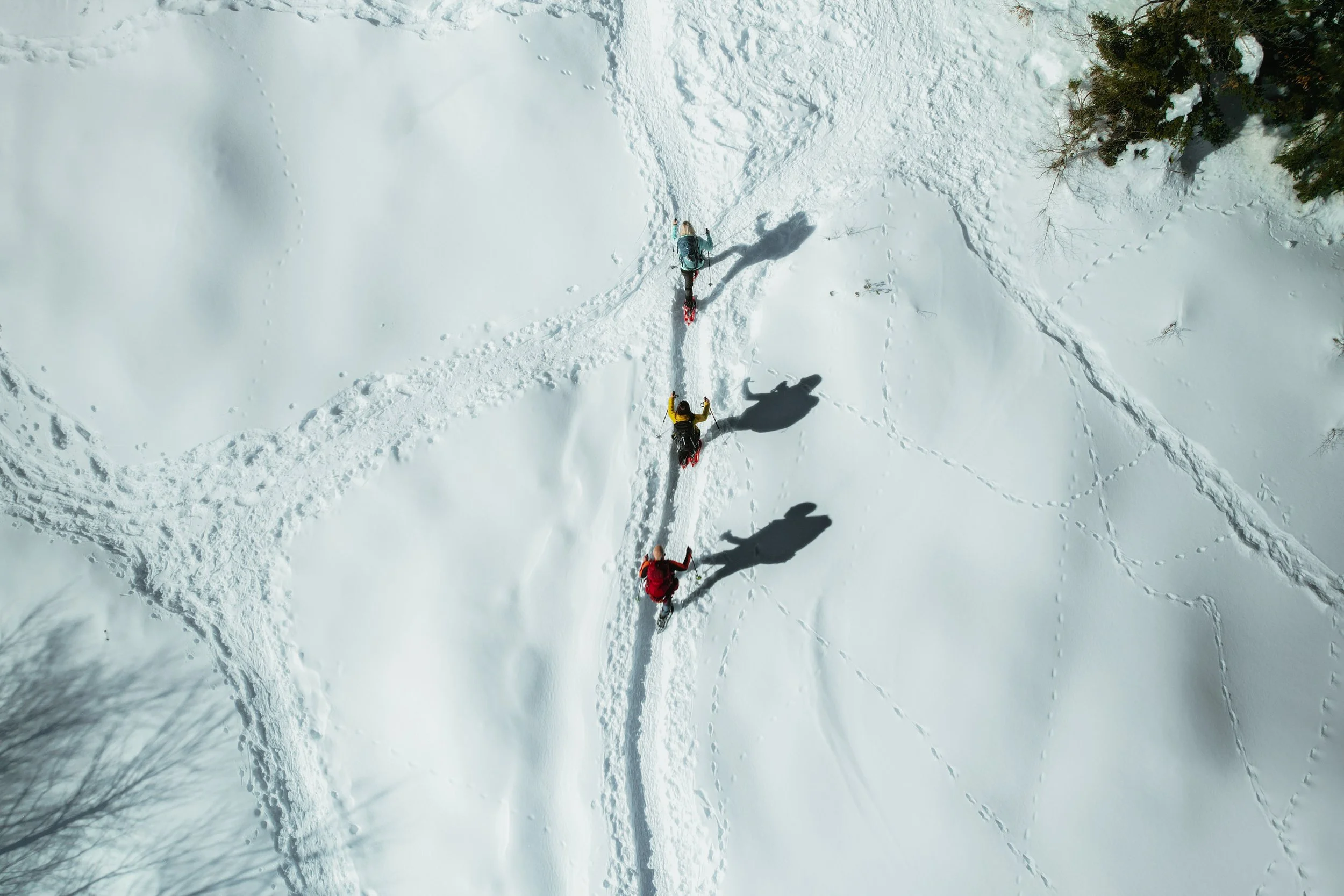 Quatre personnes en équipement de ski ou de snowboard marchent à travers la neige dans une forêt enneigée.
